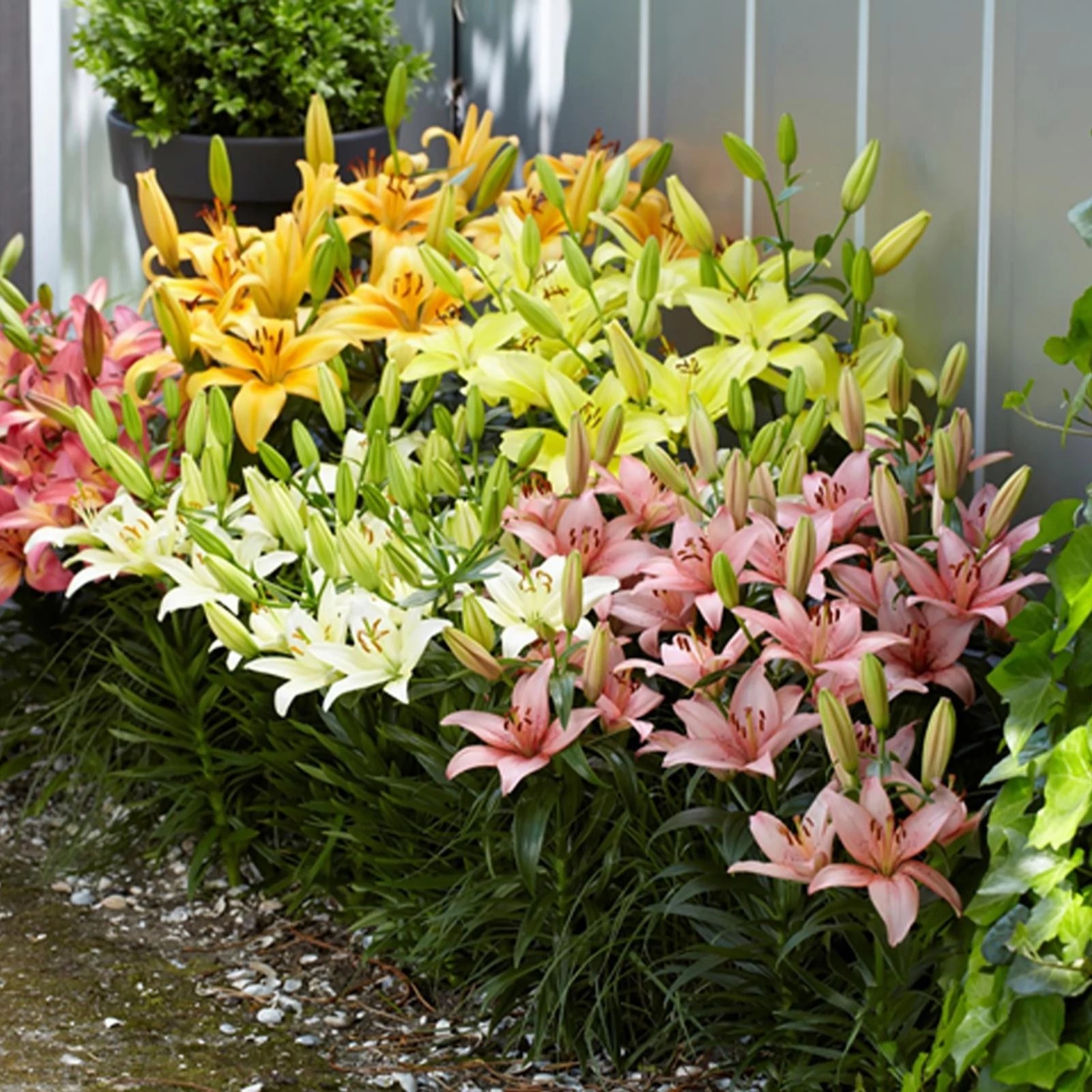 Mont Rose 35 x Summer Joy Asiatic Ground Cover Lilies Bulbs QVC UK