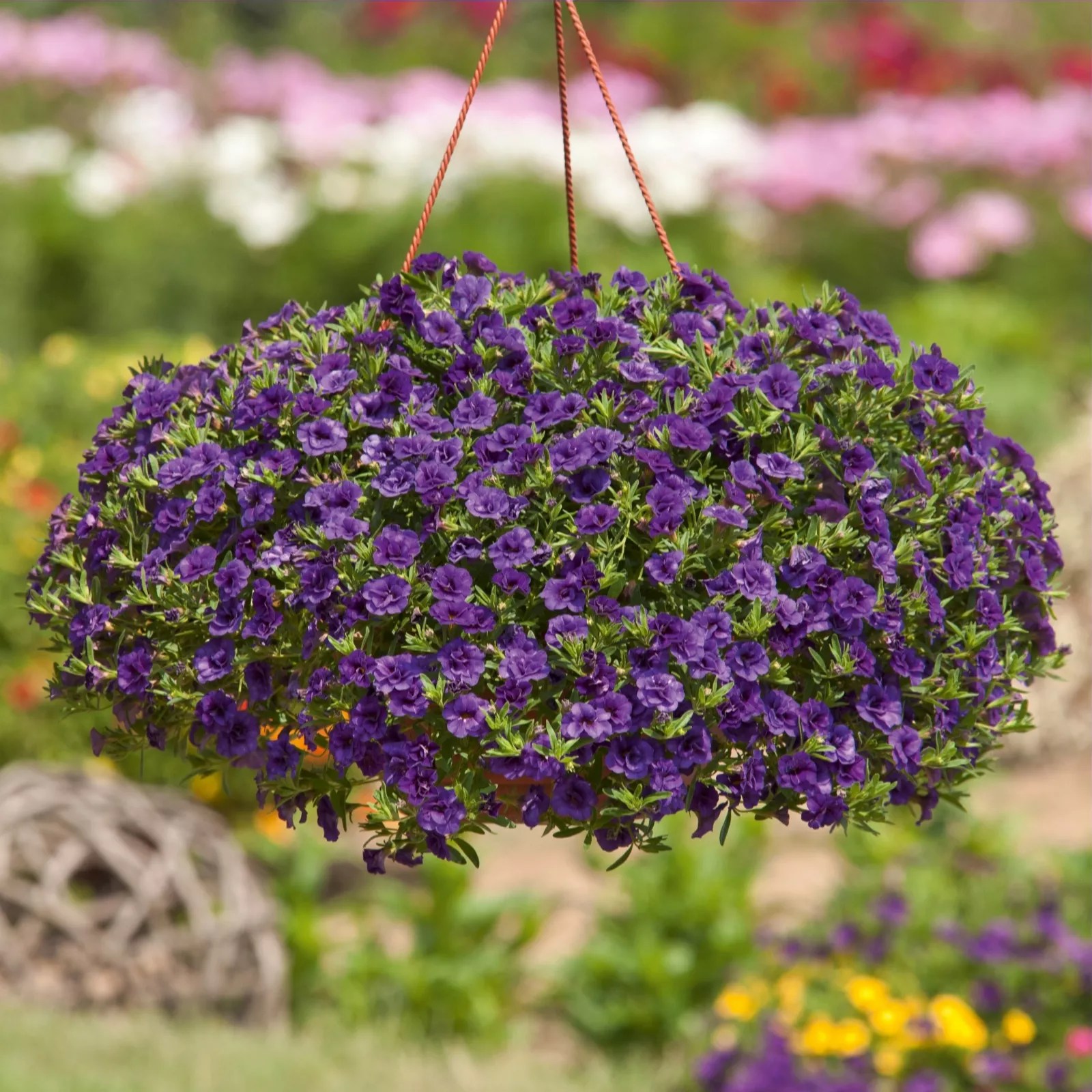 Hayloft Plants 10 x Double Flowered Calibrachoa Plug Collection QVC UK
