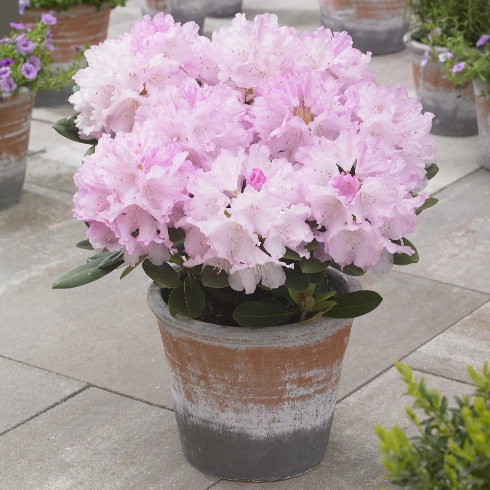 Hayloft Plants 3 x Dwarf Rhododendron Collection in 11cm Pots QVC UK