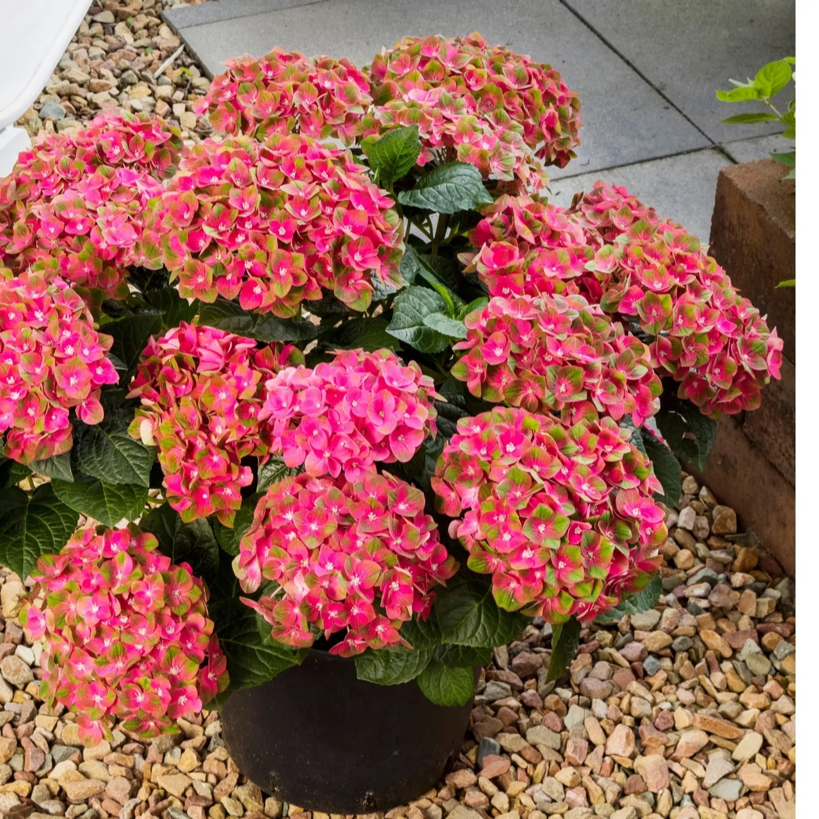 Hayloft Plants 2 x Colour Changing Patio Hydrangeas QVC UK