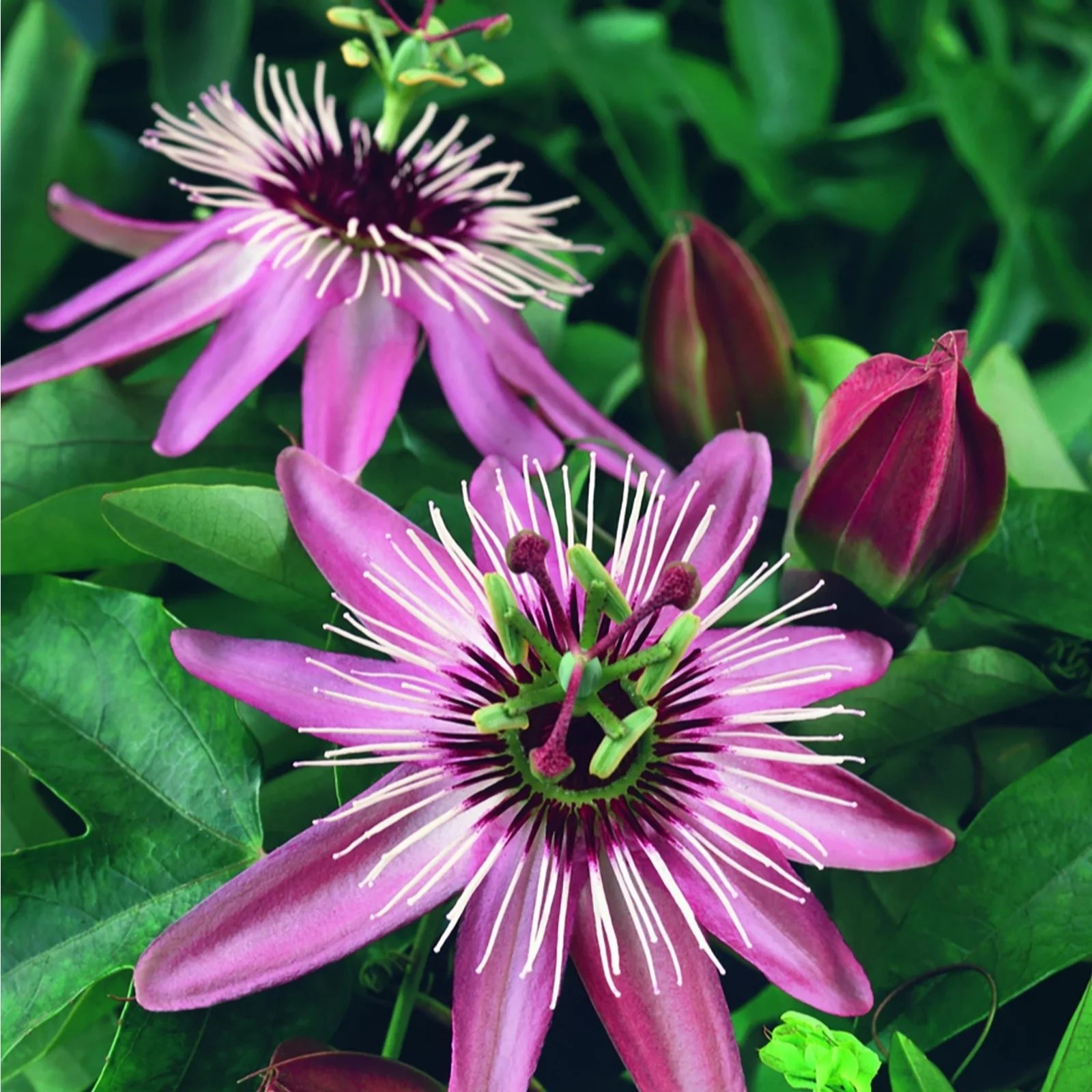 Plants2Gardens Passiflora Victoria 2ltr QVC UK