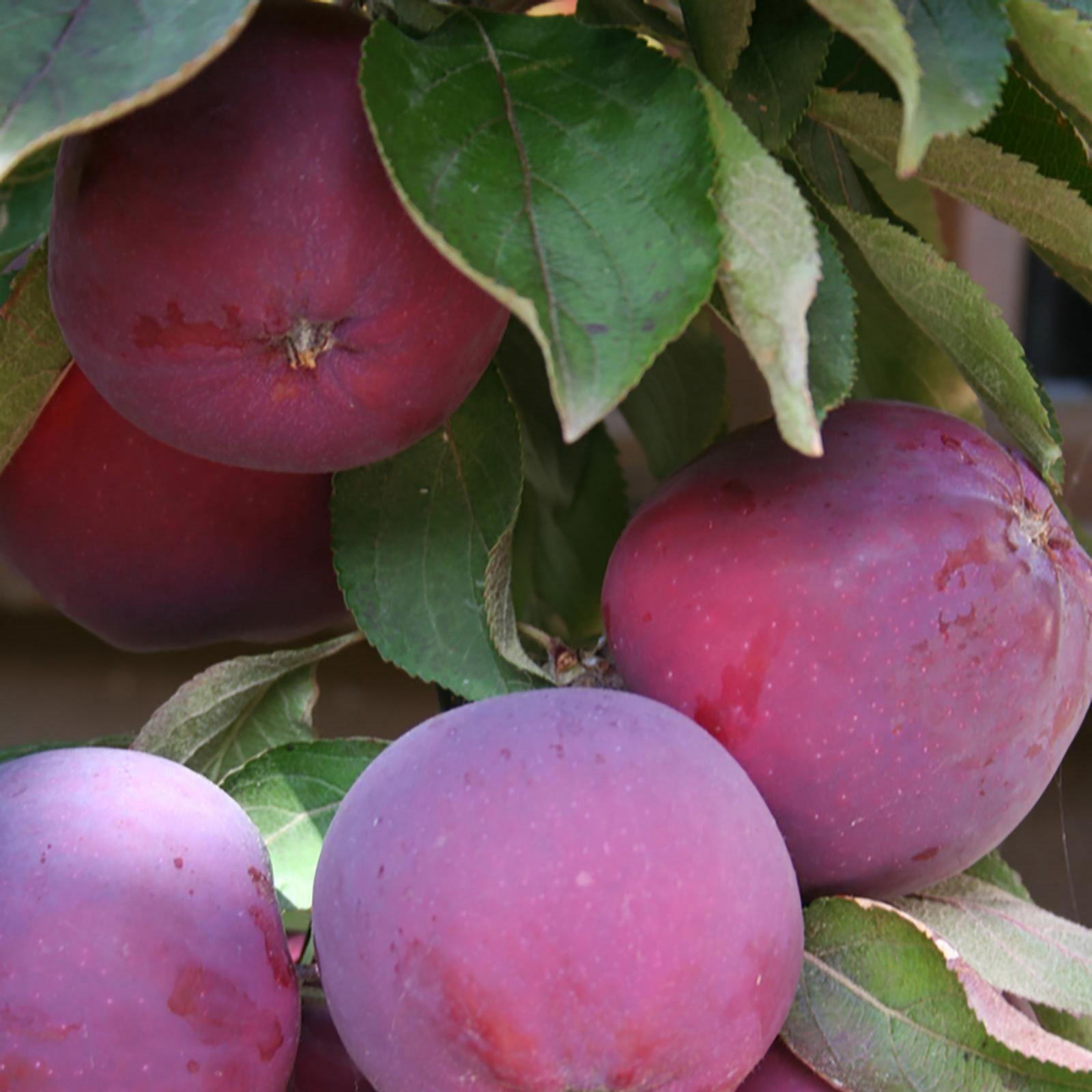 Thompson & Apple Purple Haze Patio Tree in 5 Litre Pot QVC UK