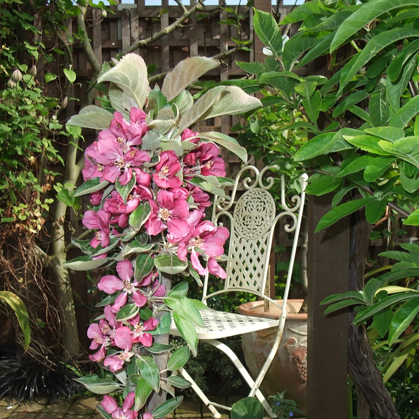 Thompson & Apple Purple Haze Patio Tree in 5 Litre Pot QVC UK