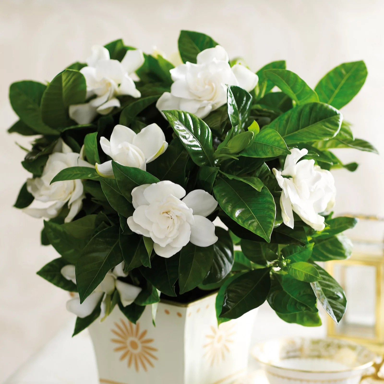Thompson & Gardenia 13cm Pot x 1 QVC UK