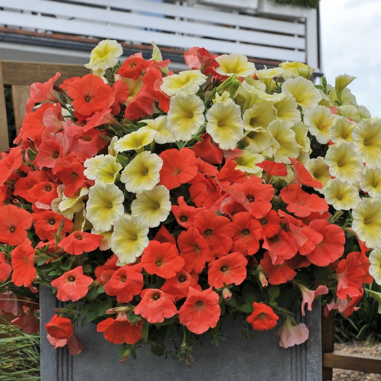 Hayloft Plants 12 x Potunia Twist Young Plants QVC UK