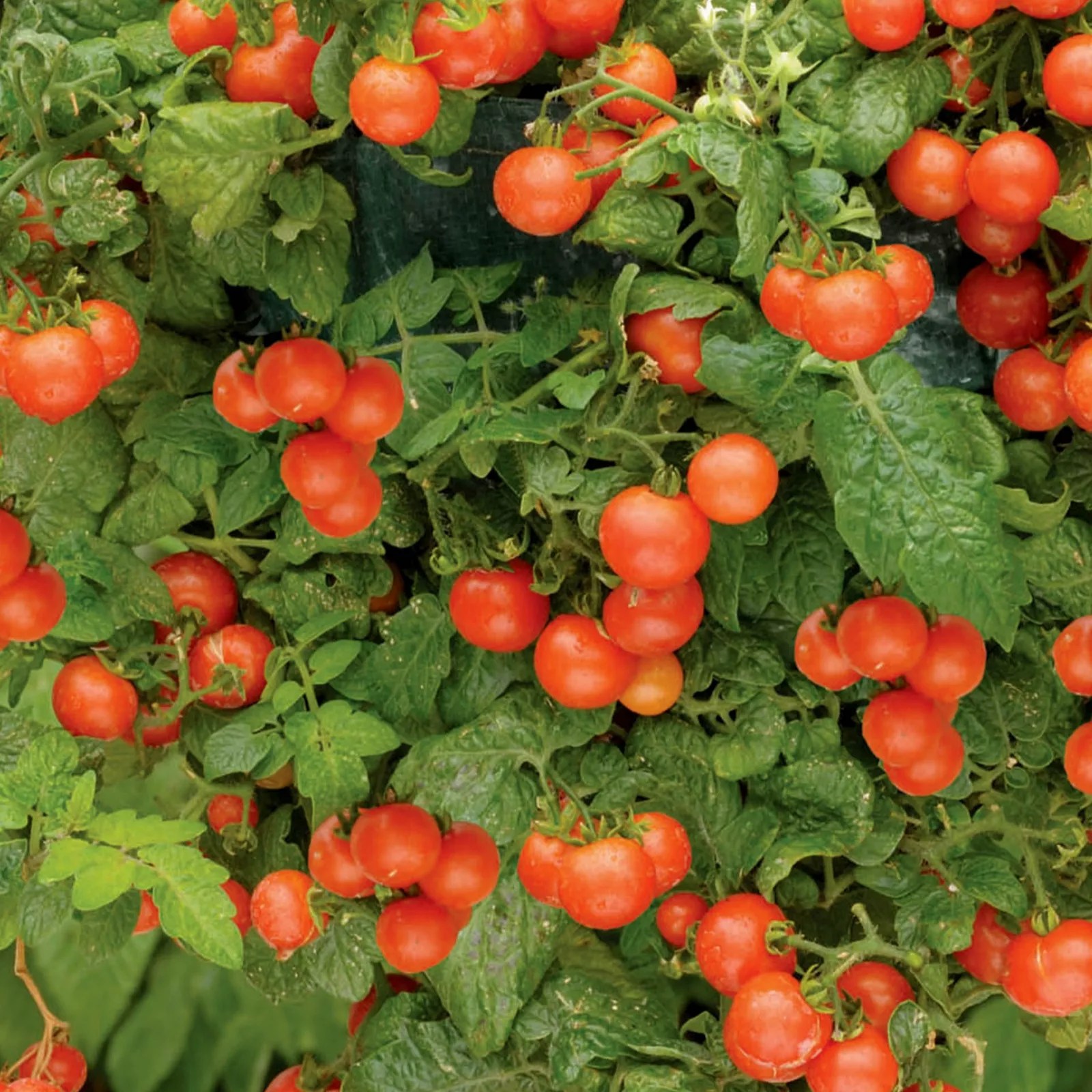 10 x Tumbling Tomato Plants Collection QVC UK