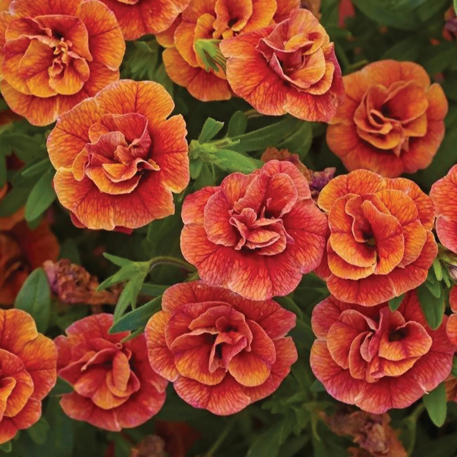Mont Rose Double Flowered Calibrachoa Calita Orange 10 x Young Plants