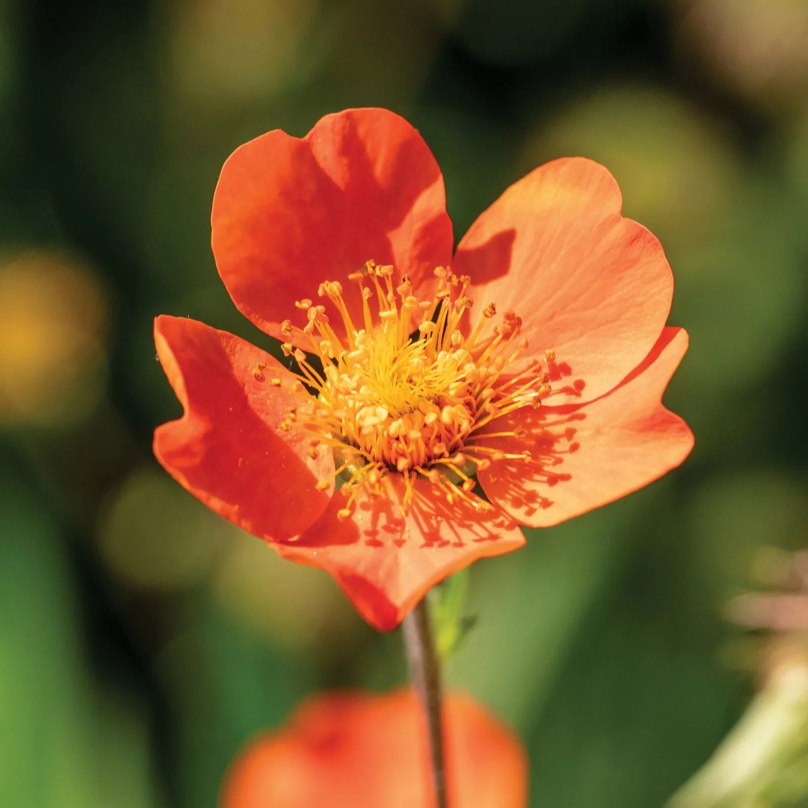 Mont Rose 3 x Geum Orange Queen Powerliners QVC UK