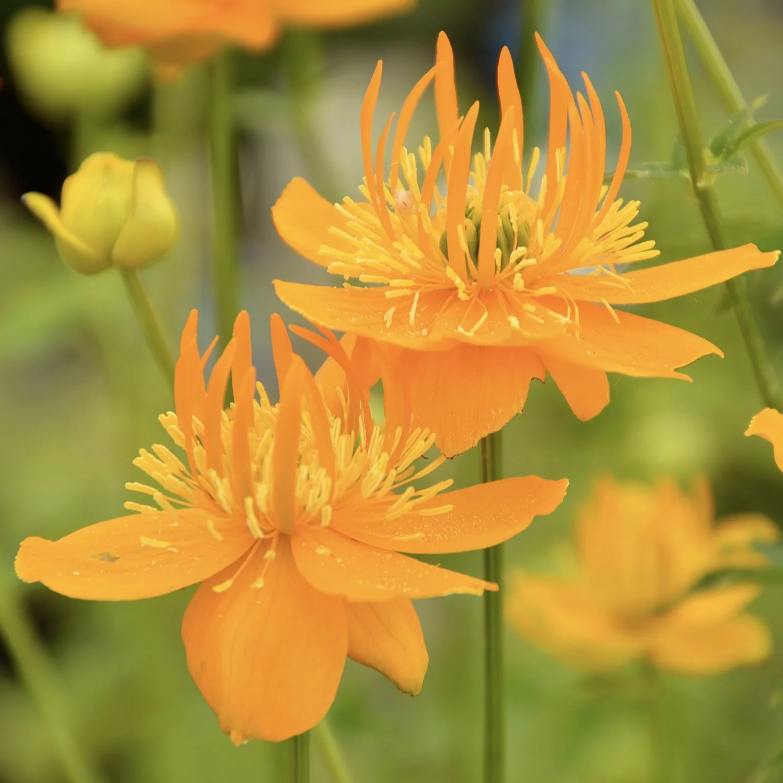 Richard Jackson 3x Trollius Golden Queen 4.8cm Young Plants QVC UK