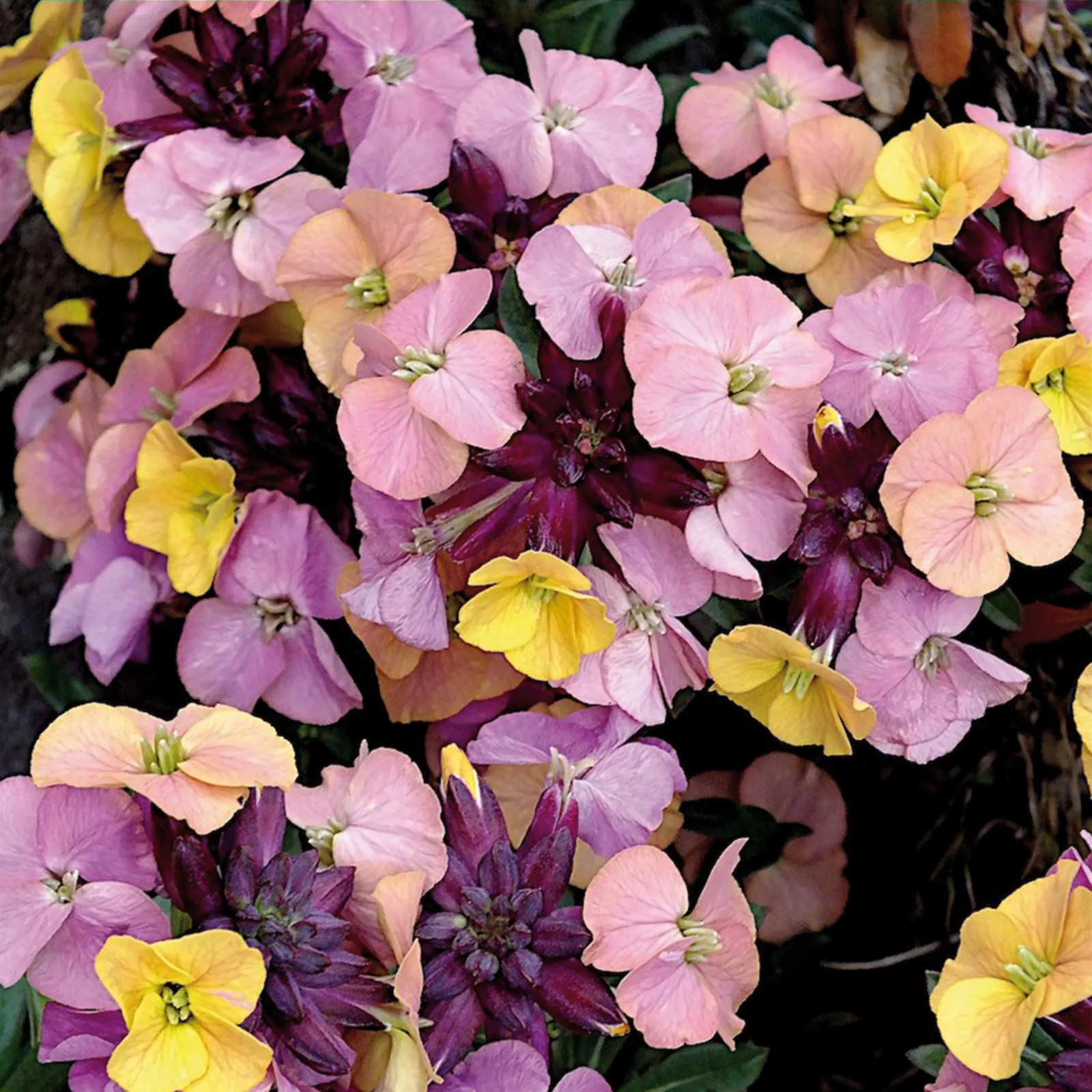 Hayloft Plants 5 x Hardy Erysimum Colour Changing Young Plant