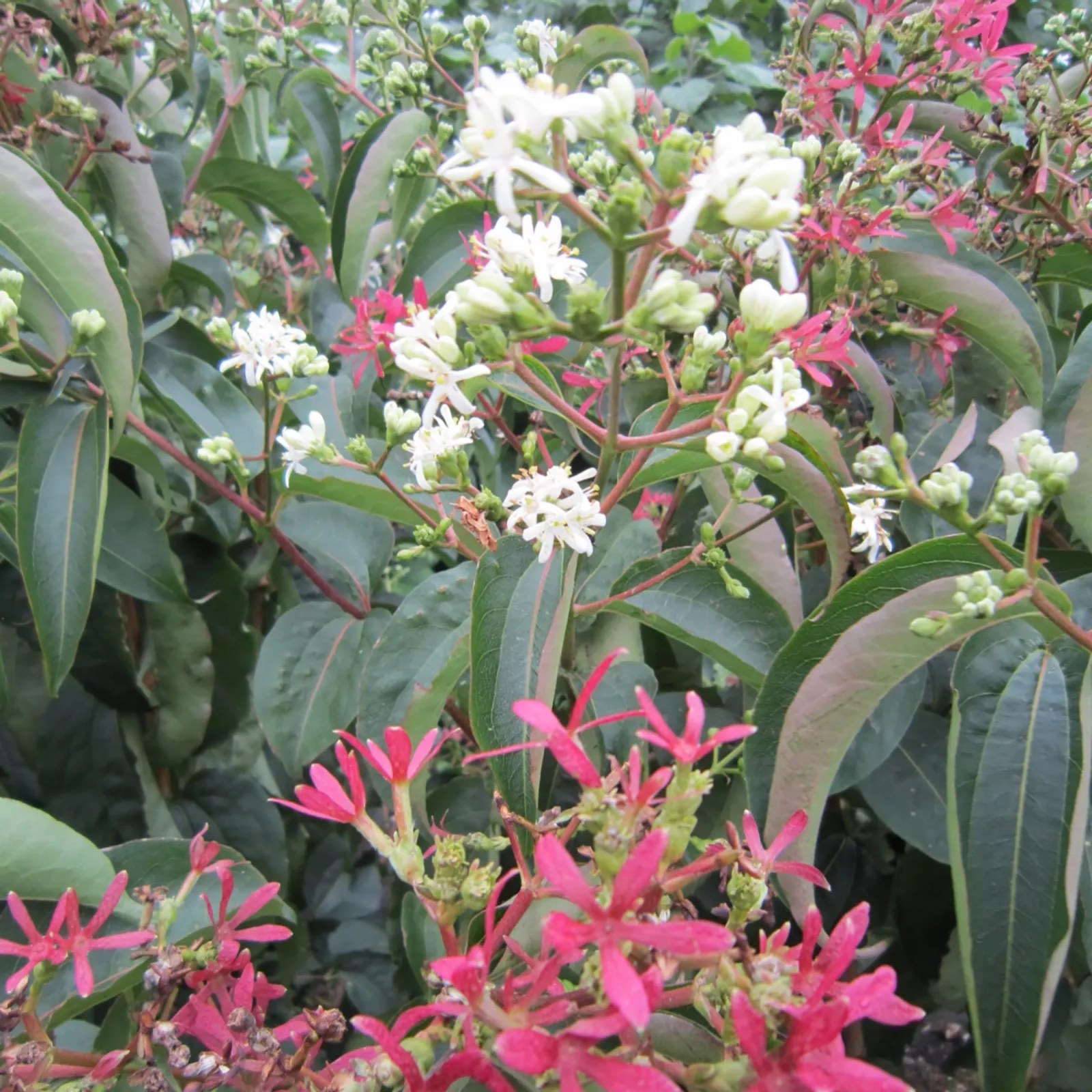 Plants2Gardens 1x Heptacodium Temple of Bloom 3L Shrub QVC UK