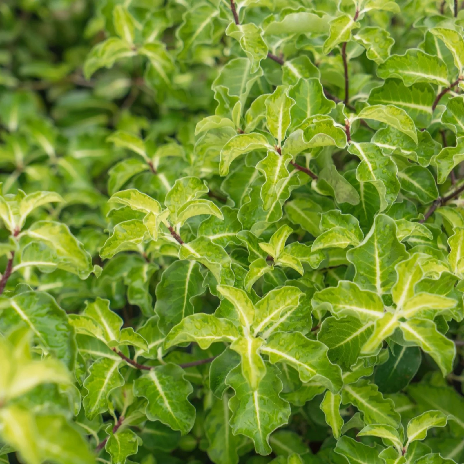 Plants2Gardens 1 x Pittosporum Golden Ball Shrub QVC UK