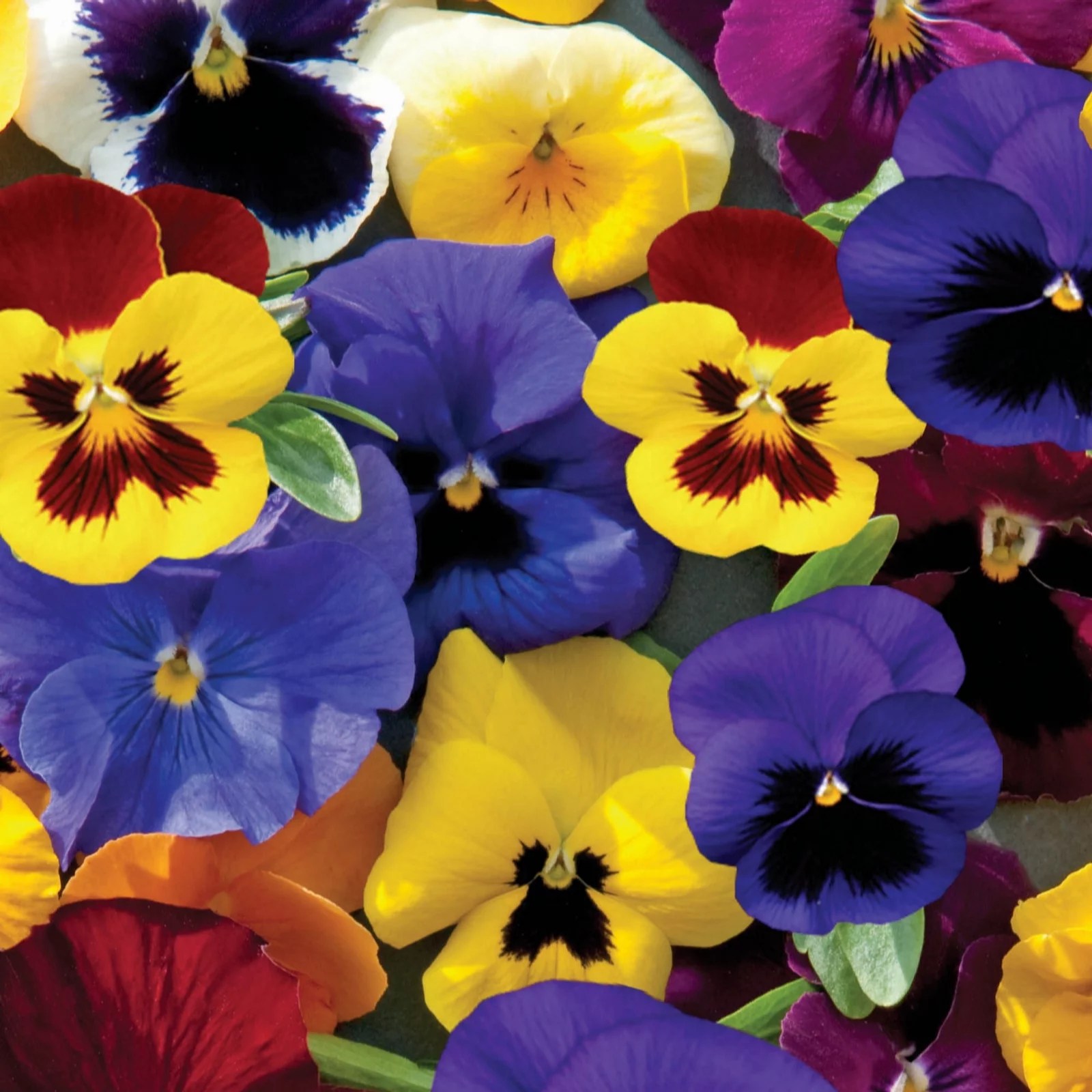 Pansy Universal Mixed Tray of 42 Plug Plants QVC UK