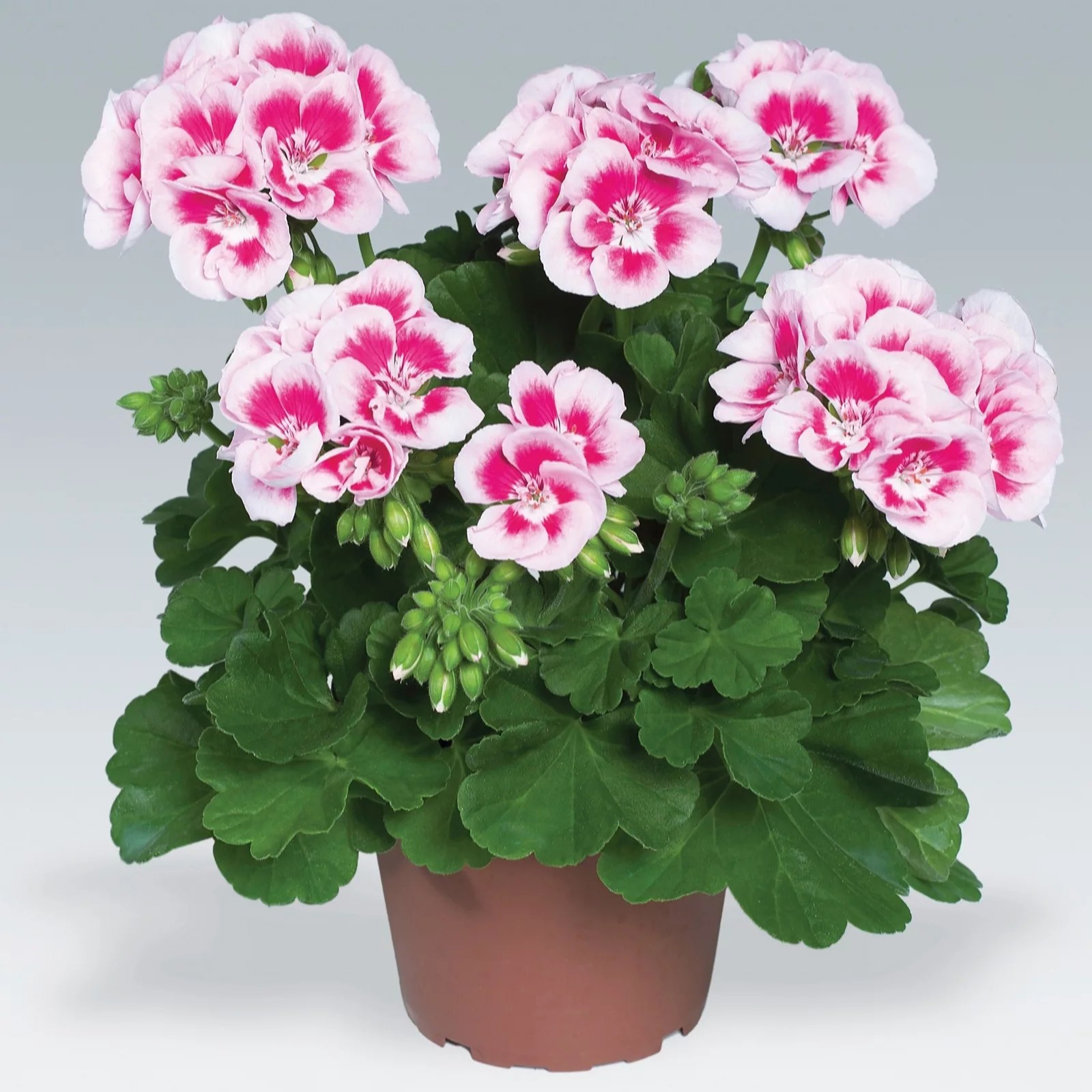 de Jager 6 x Geranium Flower Fairy White Splash Young Plants QVC UK