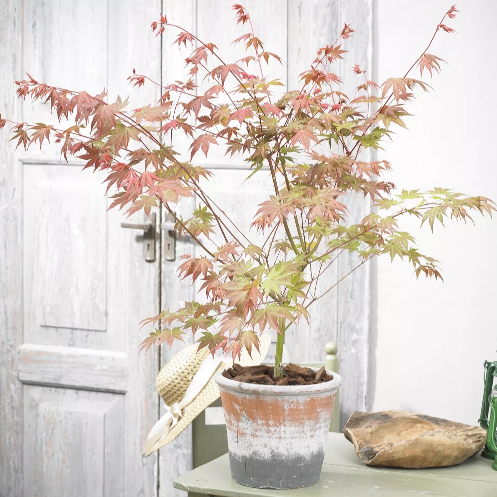 Plants2Gardens 1 x Acer Brown Sugar in 3 Litre Pot QVC UK