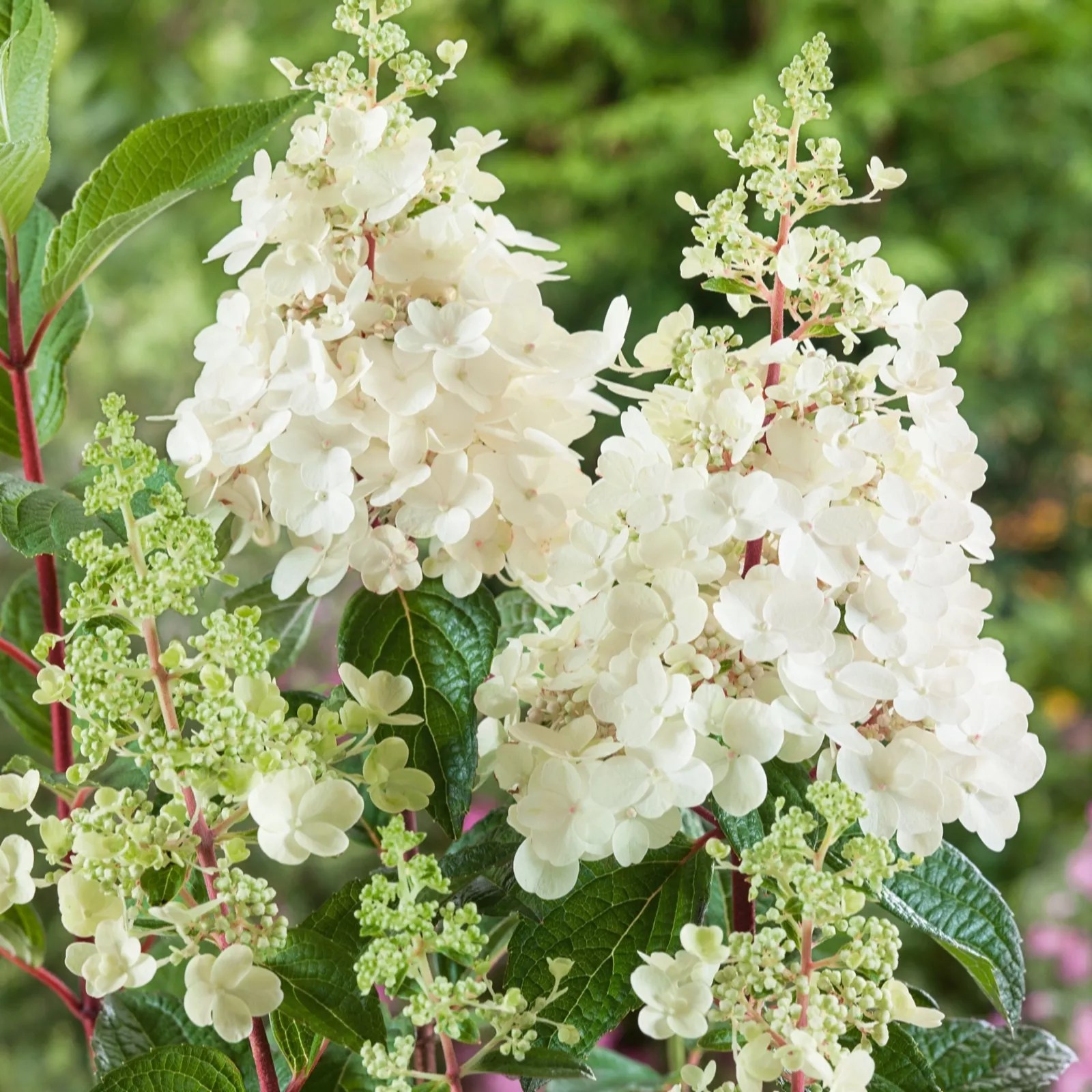 Plants2Gardens Hydrangea Paniculata Wim's Red Shrub in 3 Litre Pot QVC UK