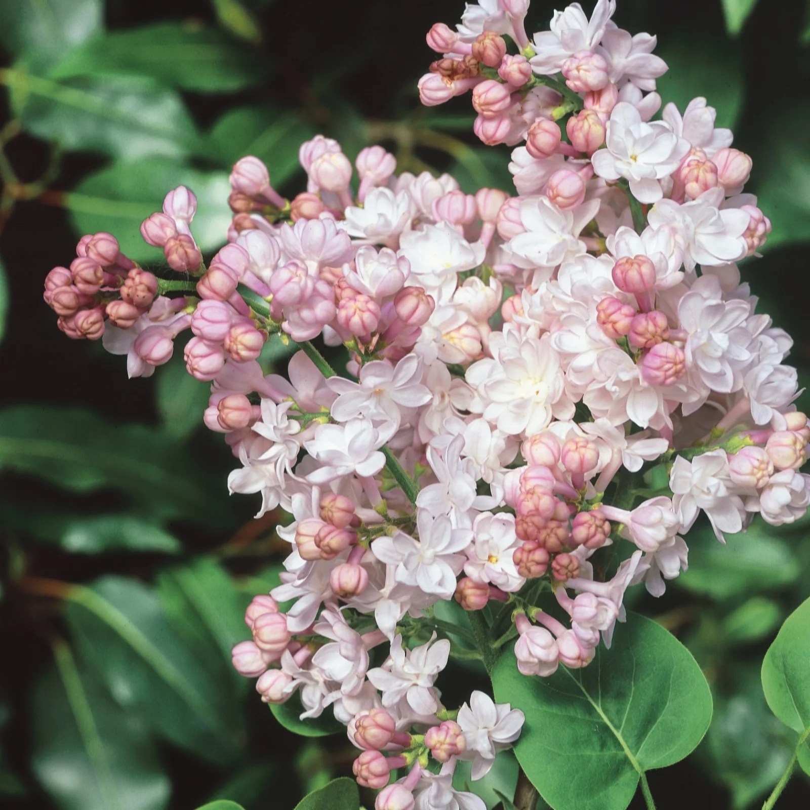 Plants2Gardens Lilac Beauty of Moscow in 3 Litre Pot QVC UK