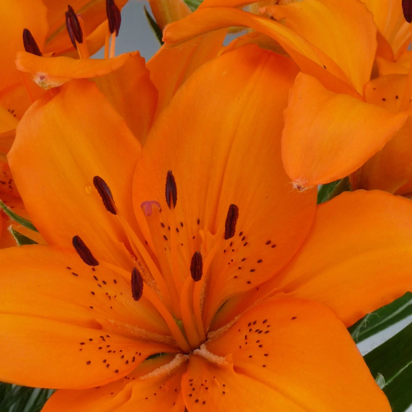 Ground Cover Carpet Lilies 36 Bulbs in 3 Varieties QVC UK