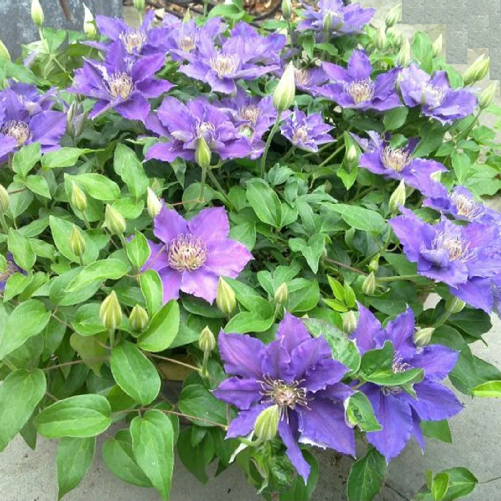 Raymond Evison 3 x Clematis Hanging Basket Bijou in 7cm Pots QVC UK