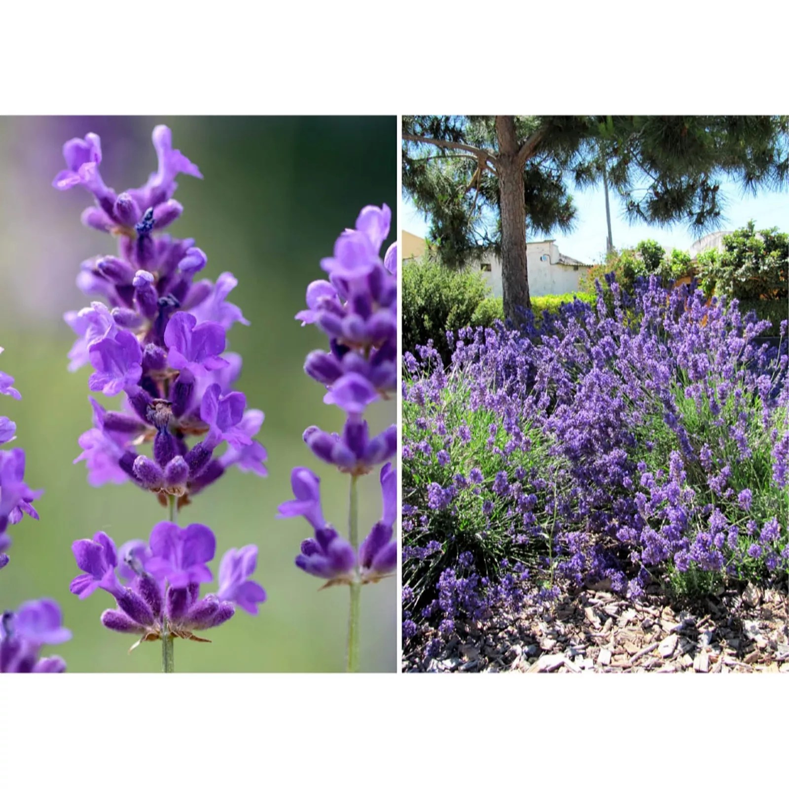 Suttons 3 x Lavender Forever Blue 9cm Pots QVC UK