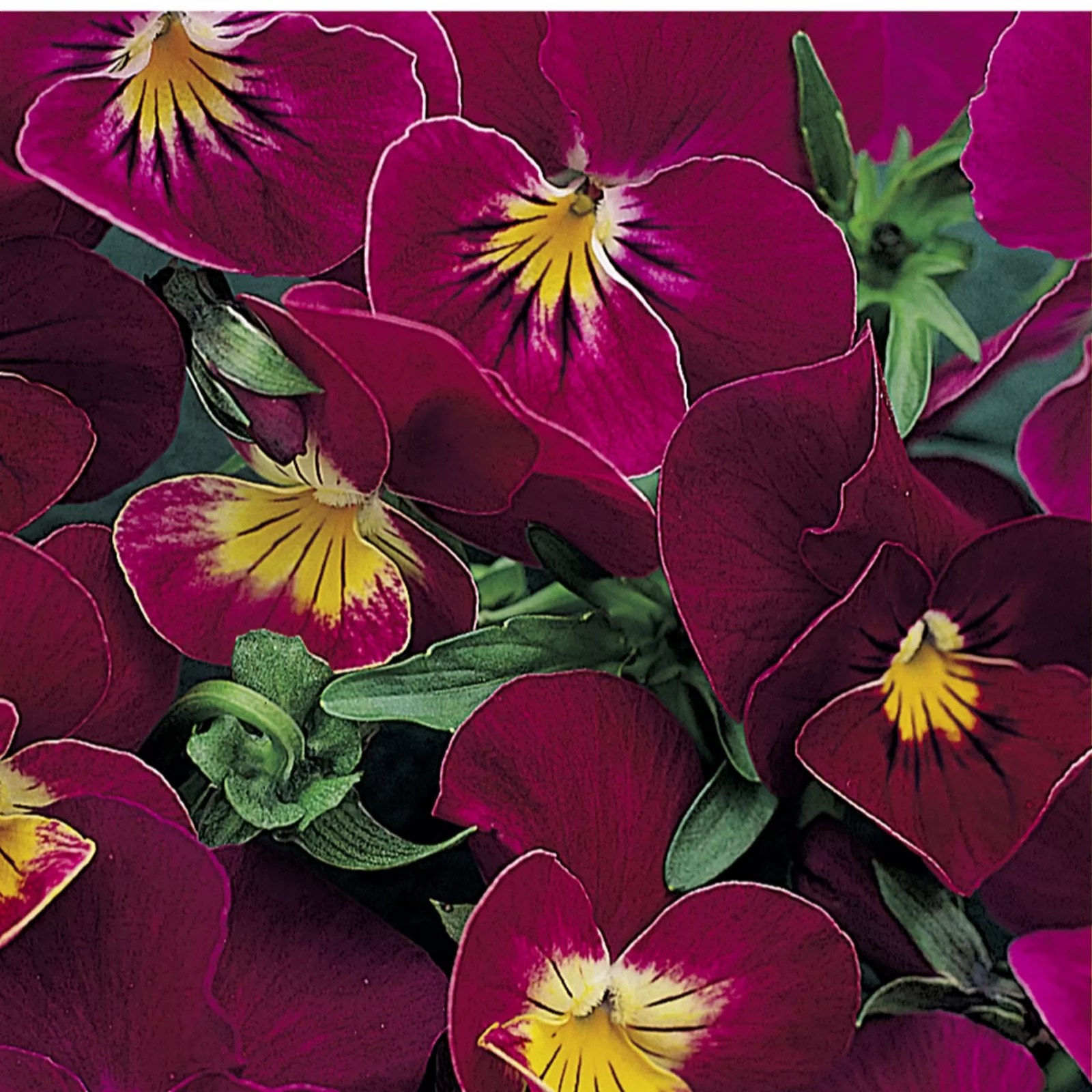 12 x Scented Viola Rose Shades Young Plants QVC UK