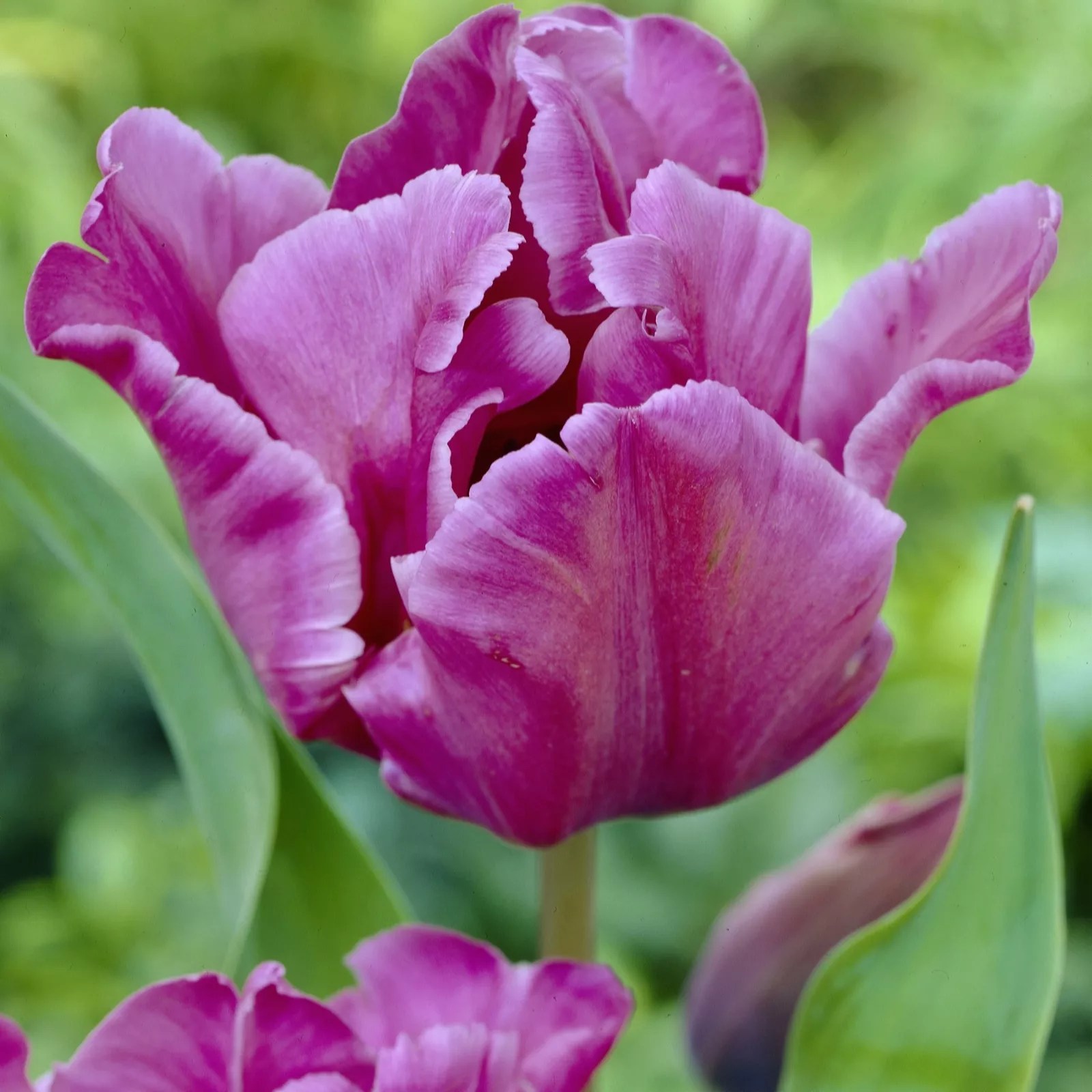 Hayloft Plants Heirloom Parrot Tulip Collection 18 x Bulbs QVC UK