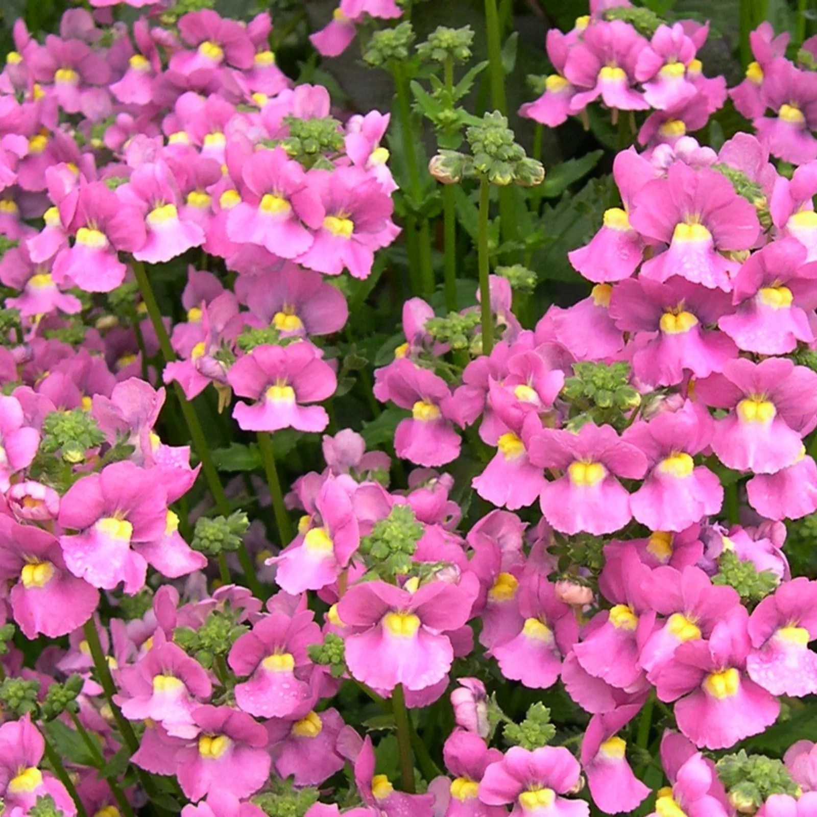 10 x Highly Scented Nemesia Nesia Young Plants QVC UK