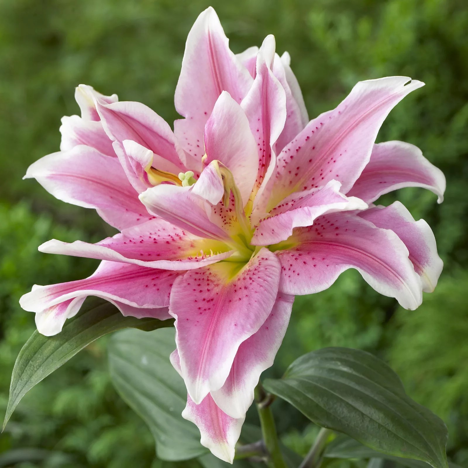 Hayloft Plants 5 x Rose Lily Bulbs QVC UK