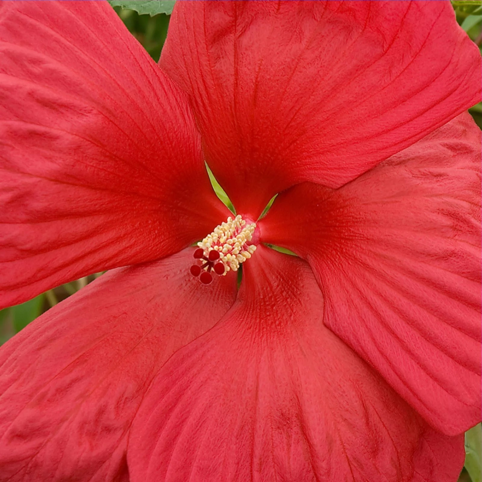 Hardy Hibiscus 3 x 9cm Pot Plants QVC UK