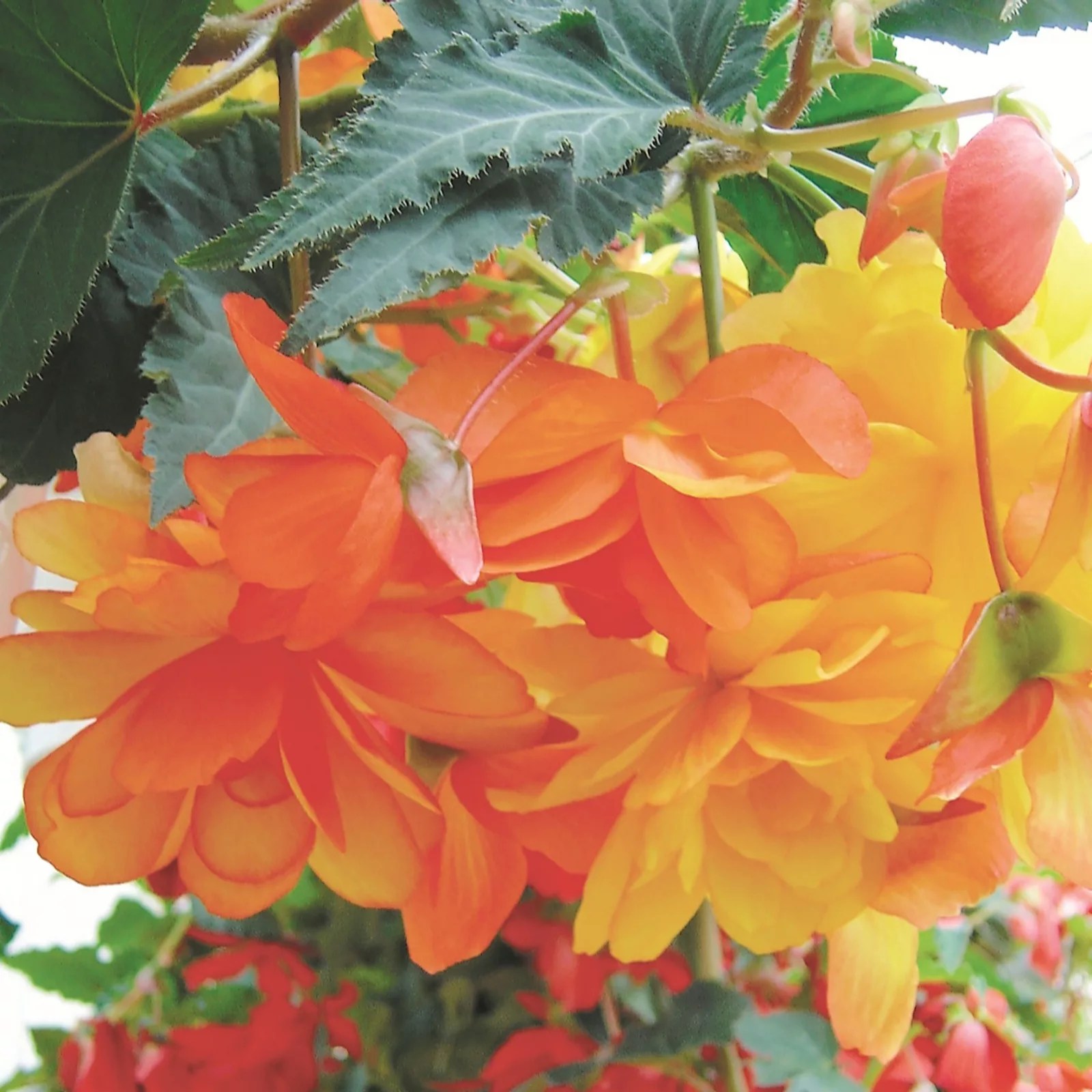 Hayloft Plants 15 x Begonia Apricot Shades Tubers QVC UK