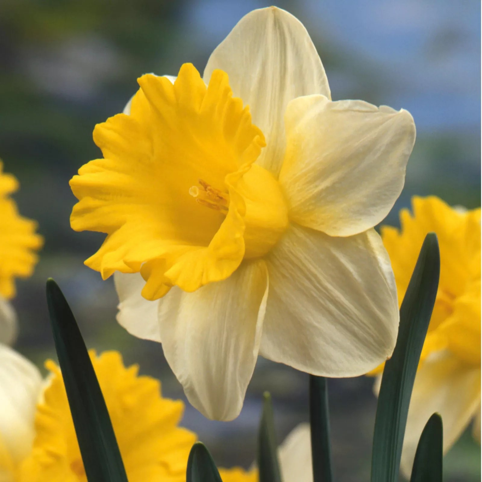Hayloft Plants Heritage Trumpet Daffodil Collection 18 x Bulbs QVC UK