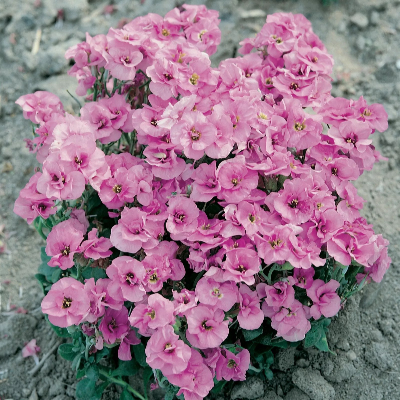 6 x Aubrieta Double Pink Young Plants Collection QVC UK