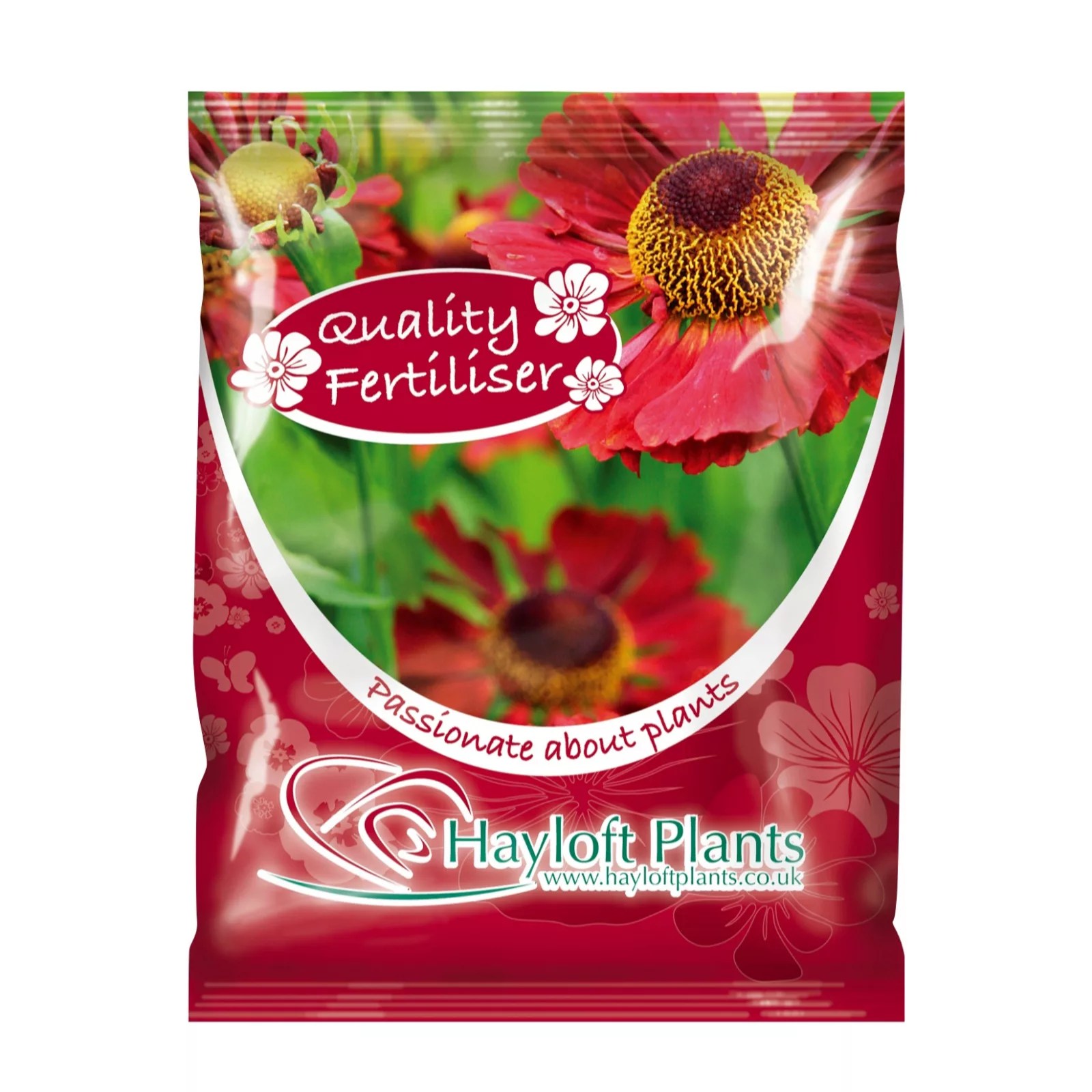 Hayloft Plants Large Bare Root Agapanthus Twister & New Groove Planter