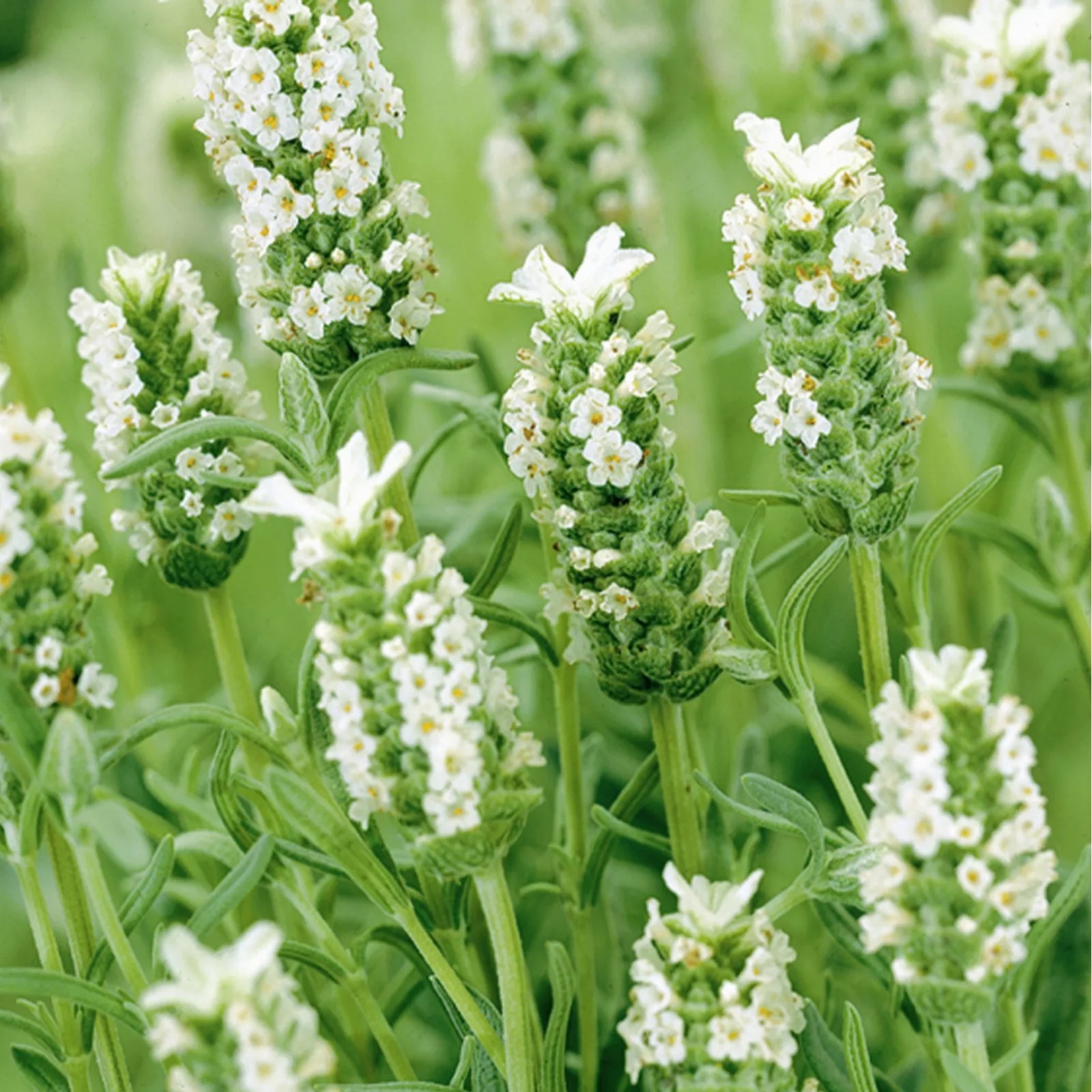 10 x Cottage Garden Lavender Plants & Pots & 60g Fertiliser QVC UK