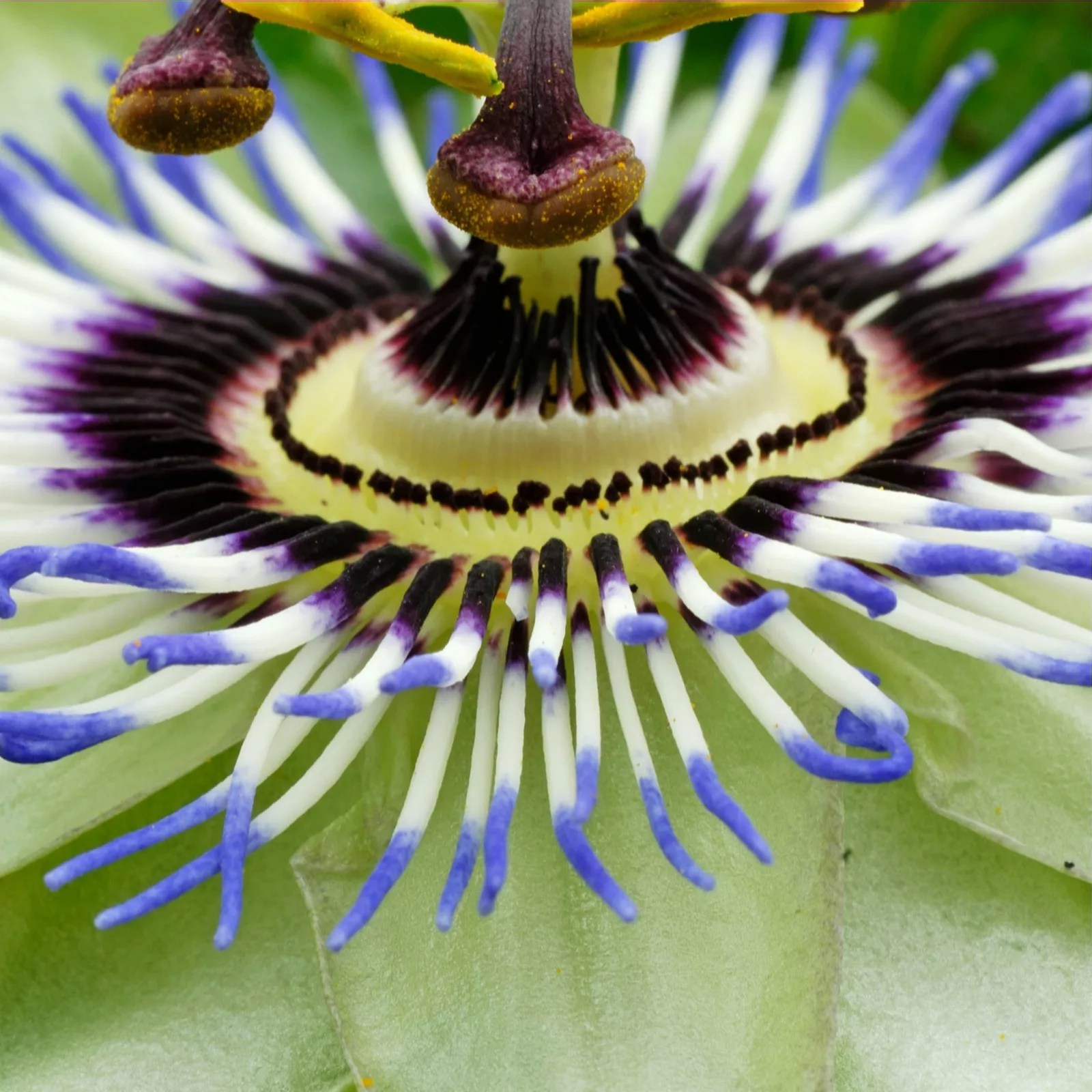 Passion Flower Passiflora Caerulea Two Plants in 7cm Pots QVC UK