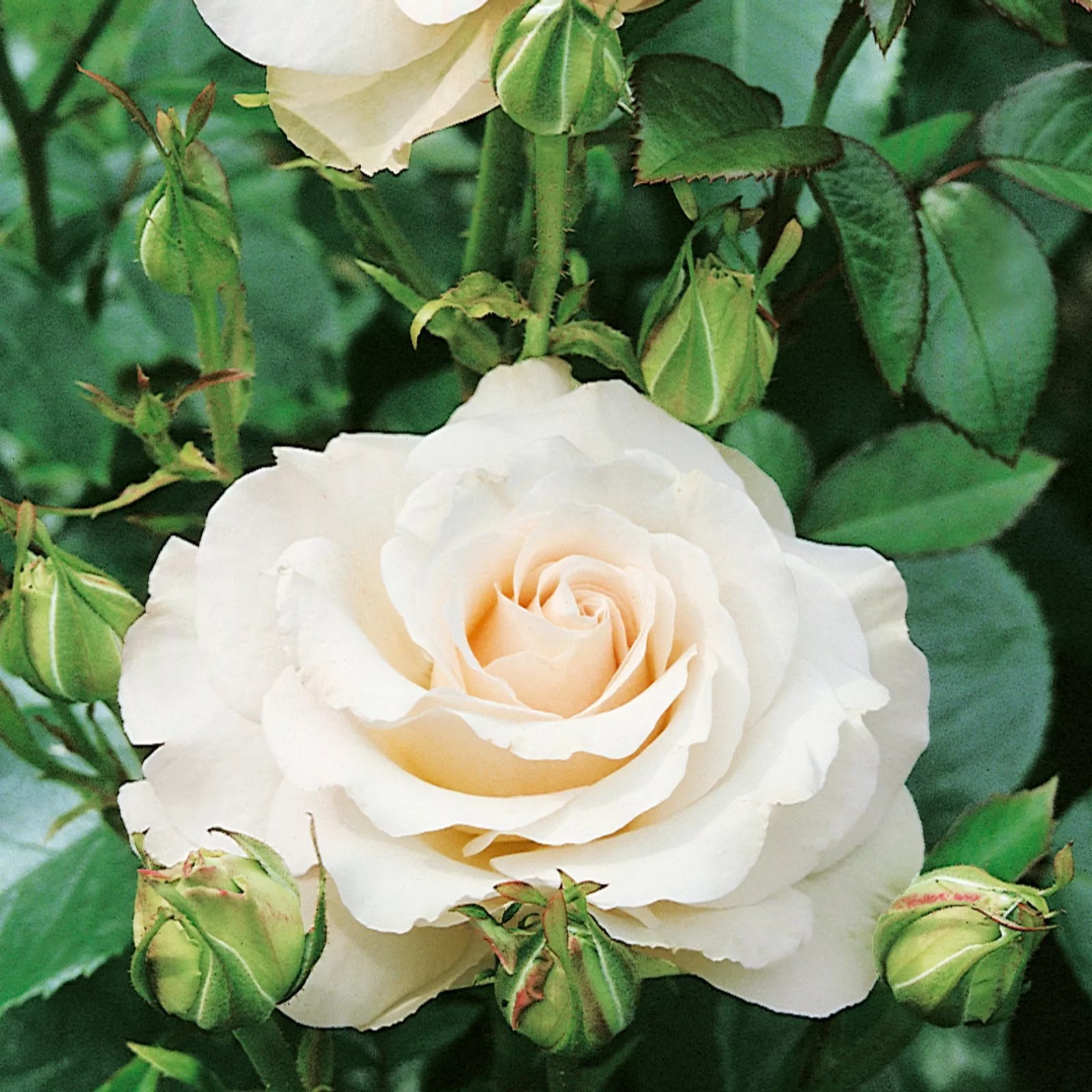 Plants2Gardens Cottage Garden Rose Collection QVC UK