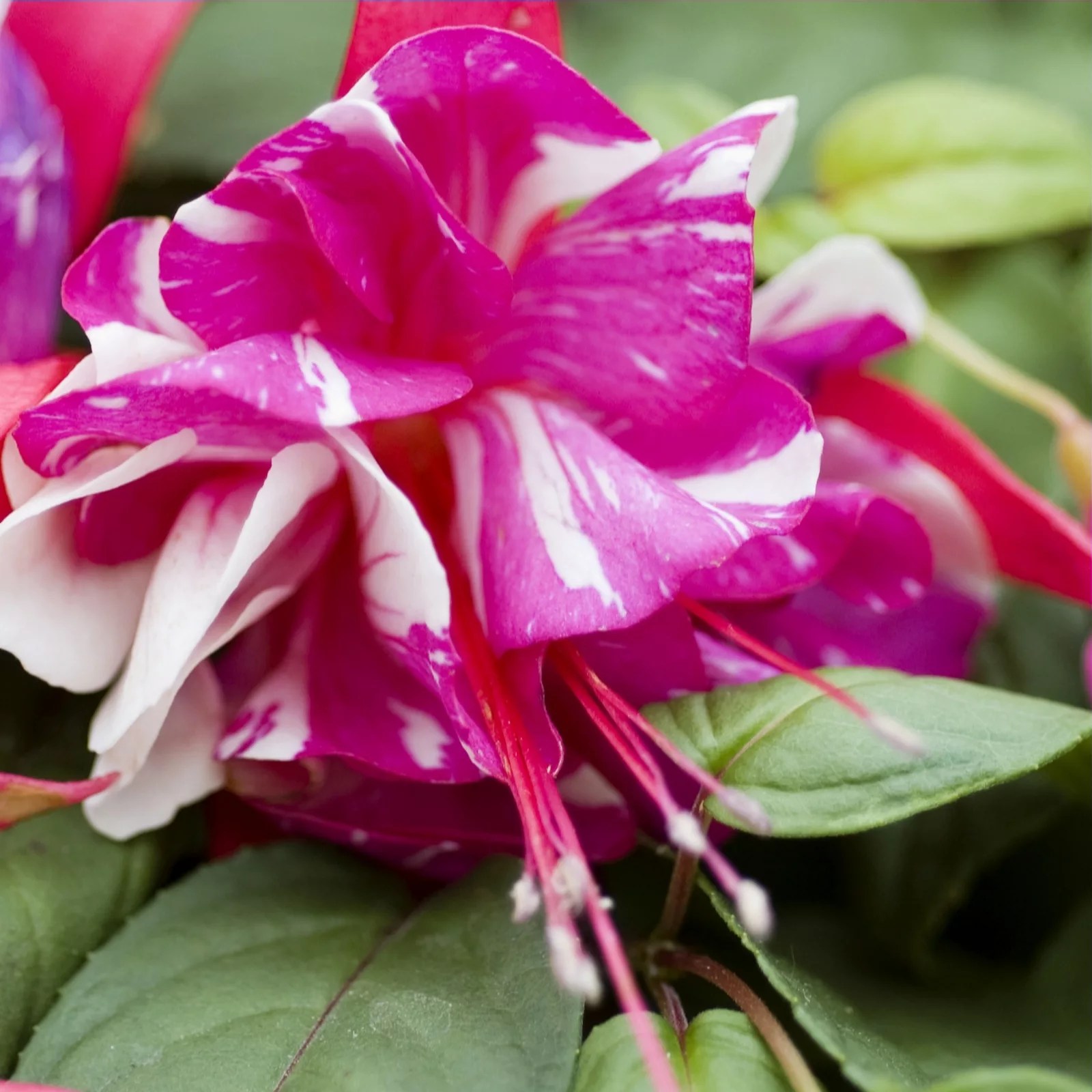 15 x Giant Marbled Fuchsia Plug Plant Collection QVC UK
