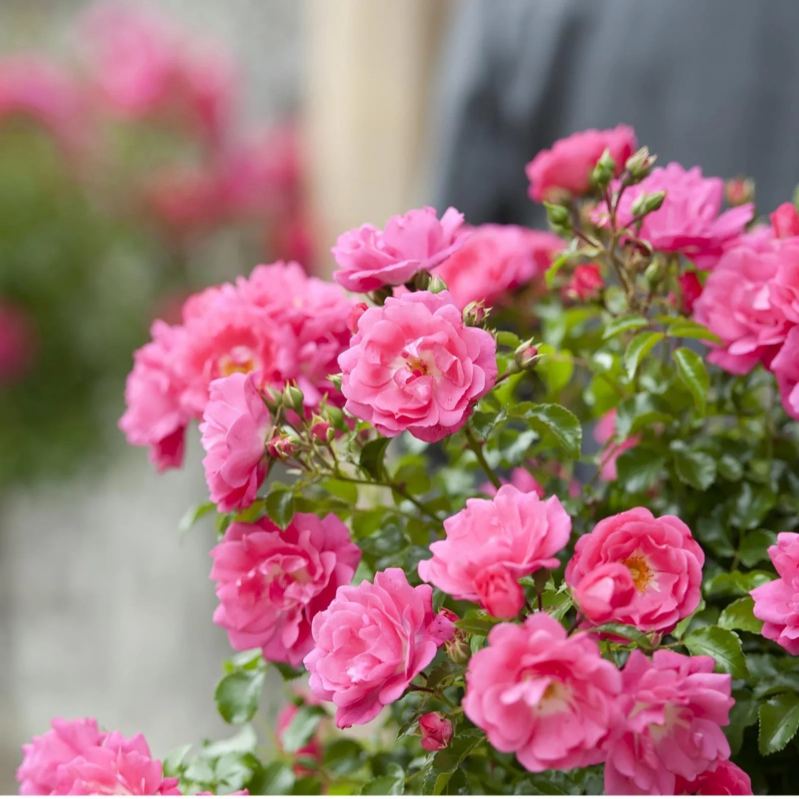 Hayloft Plants 3 x Bare Root Flower Carpet Pink Roses QVC UK