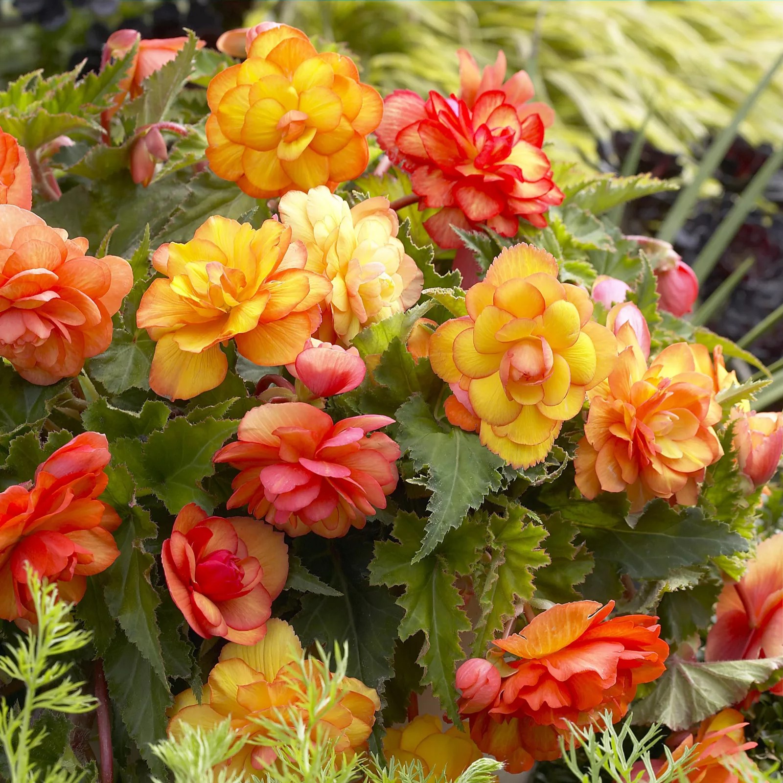 Hayloft Plants 18 x Begonia Golden Balcony Tubers QVC UK