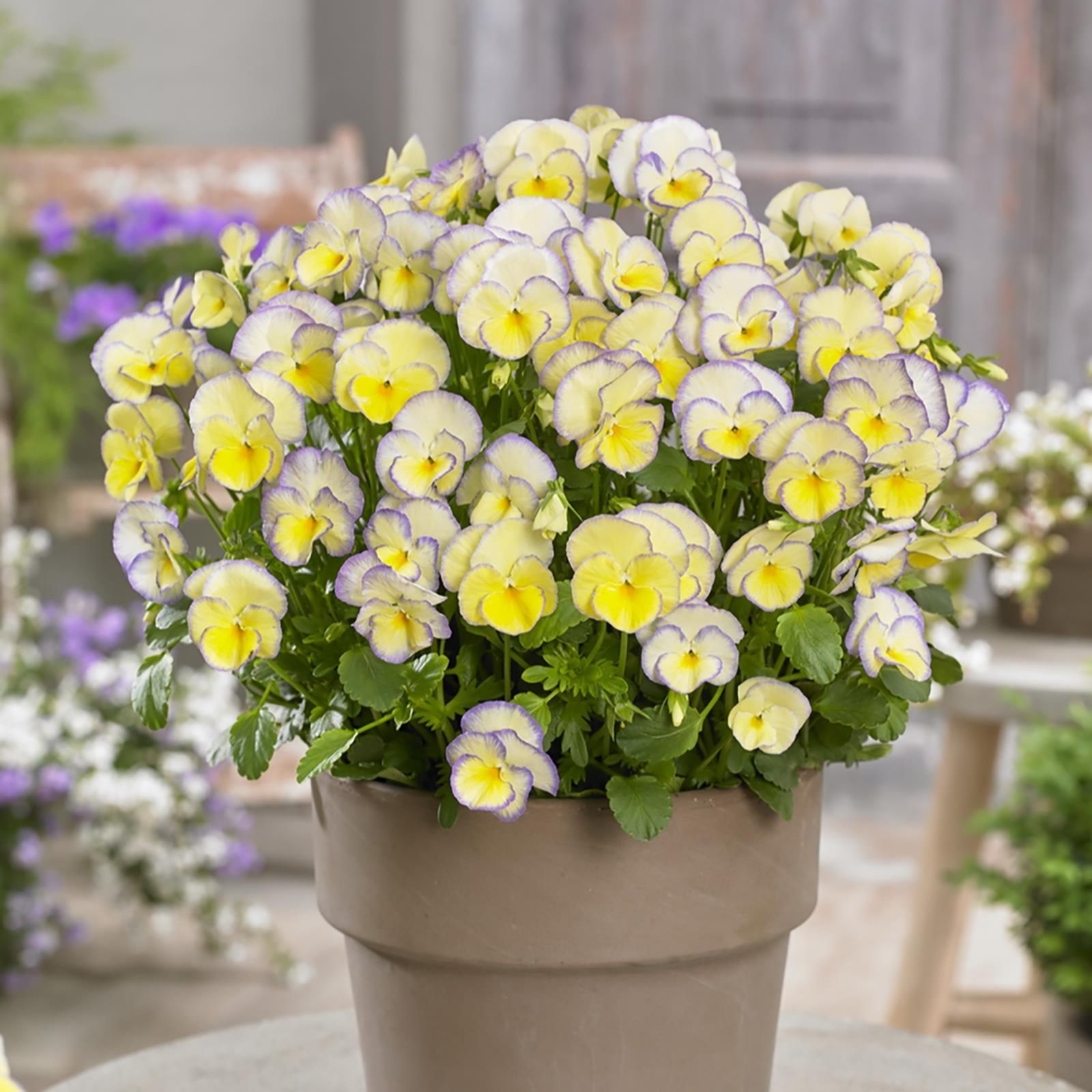 Hayloft Plants 12 x Viola Collection QVC UK