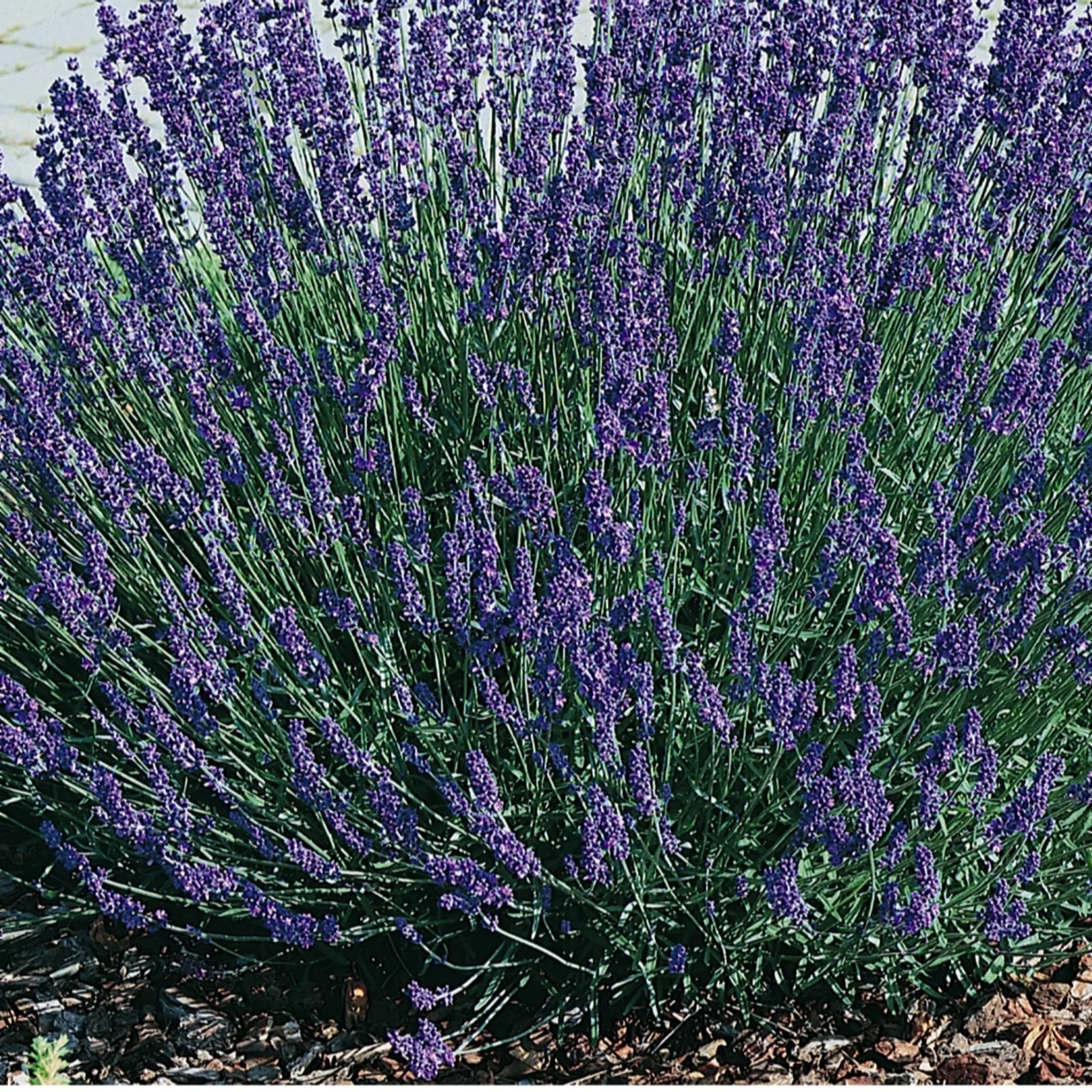 10 x English Lavender Young Plants Collection QVC UK