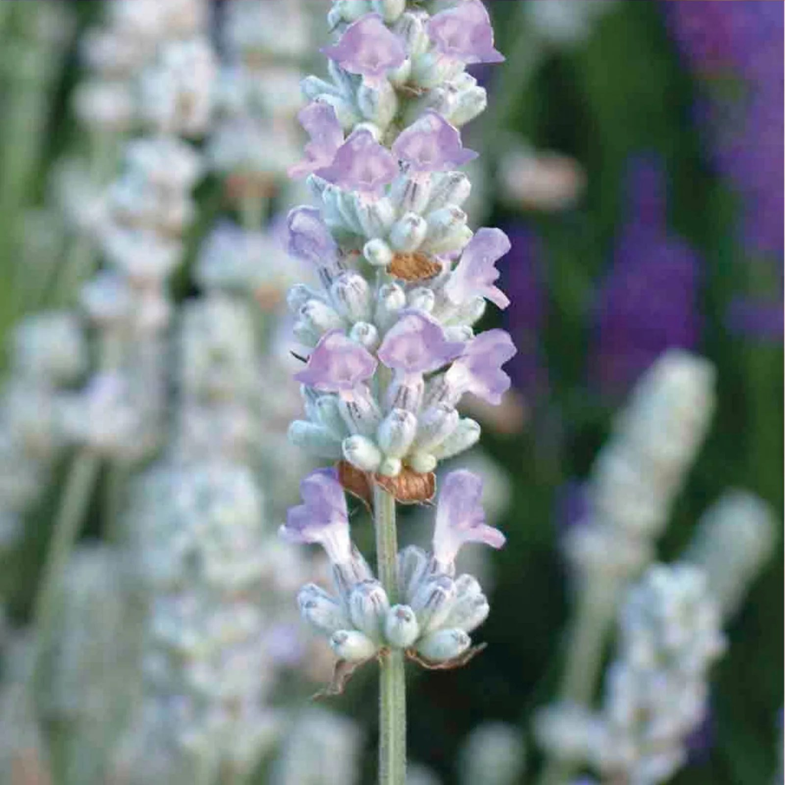 10 x English Lavender Young Plants Collection QVC UK