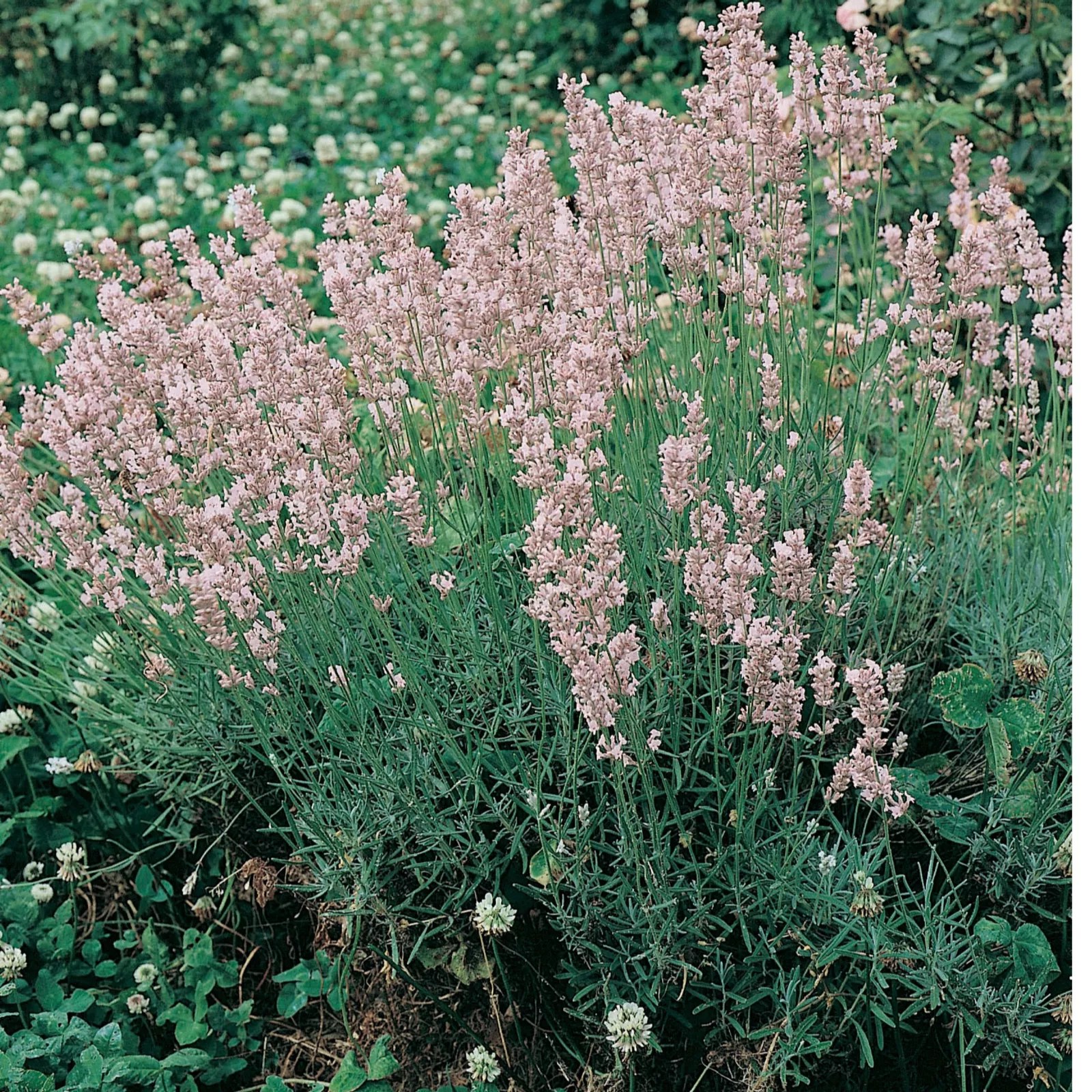 10 x English Lavender Young Plants Collection QVC UK