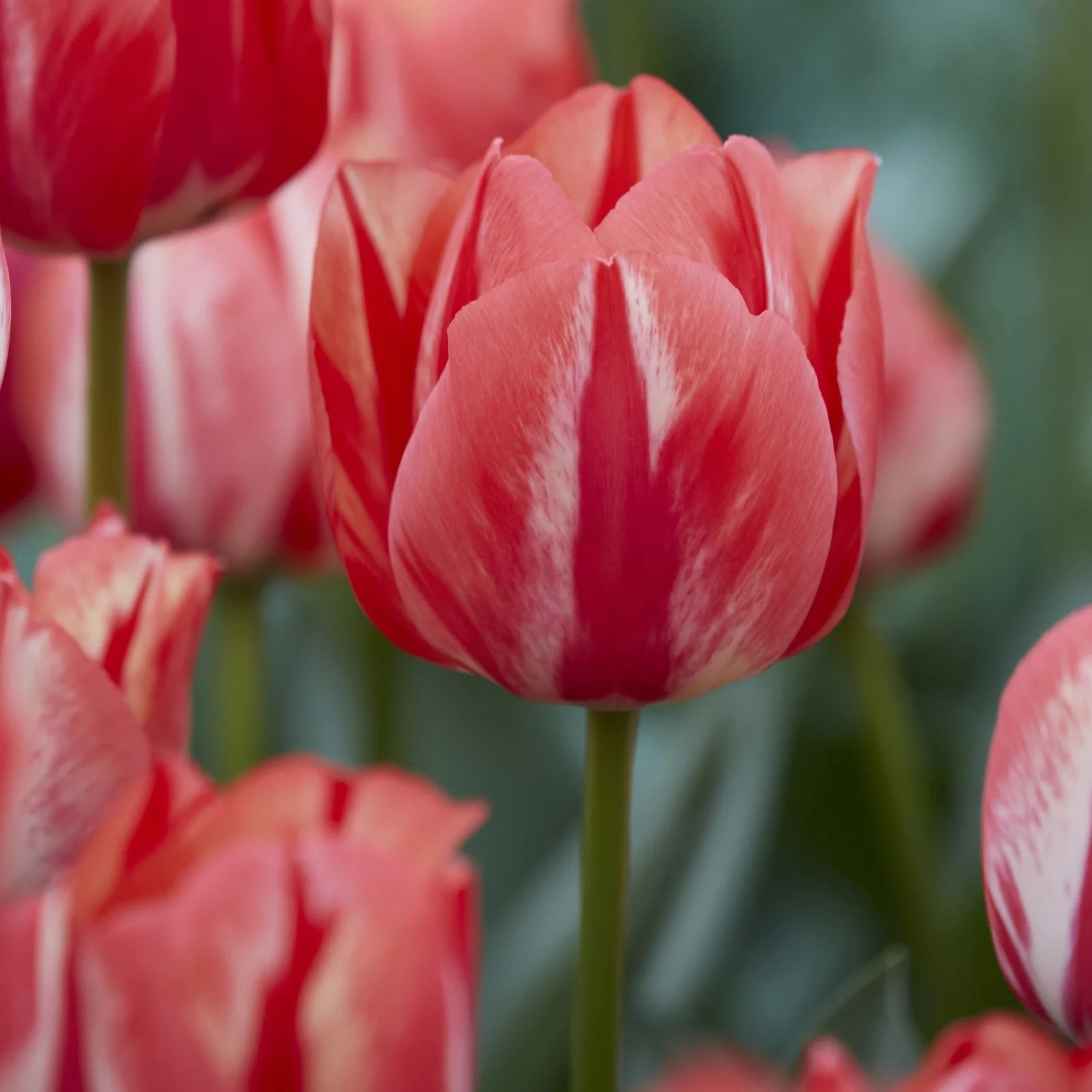 Hayloft Plants 12 x Tulip Spryng Break Bulbs QVC UK