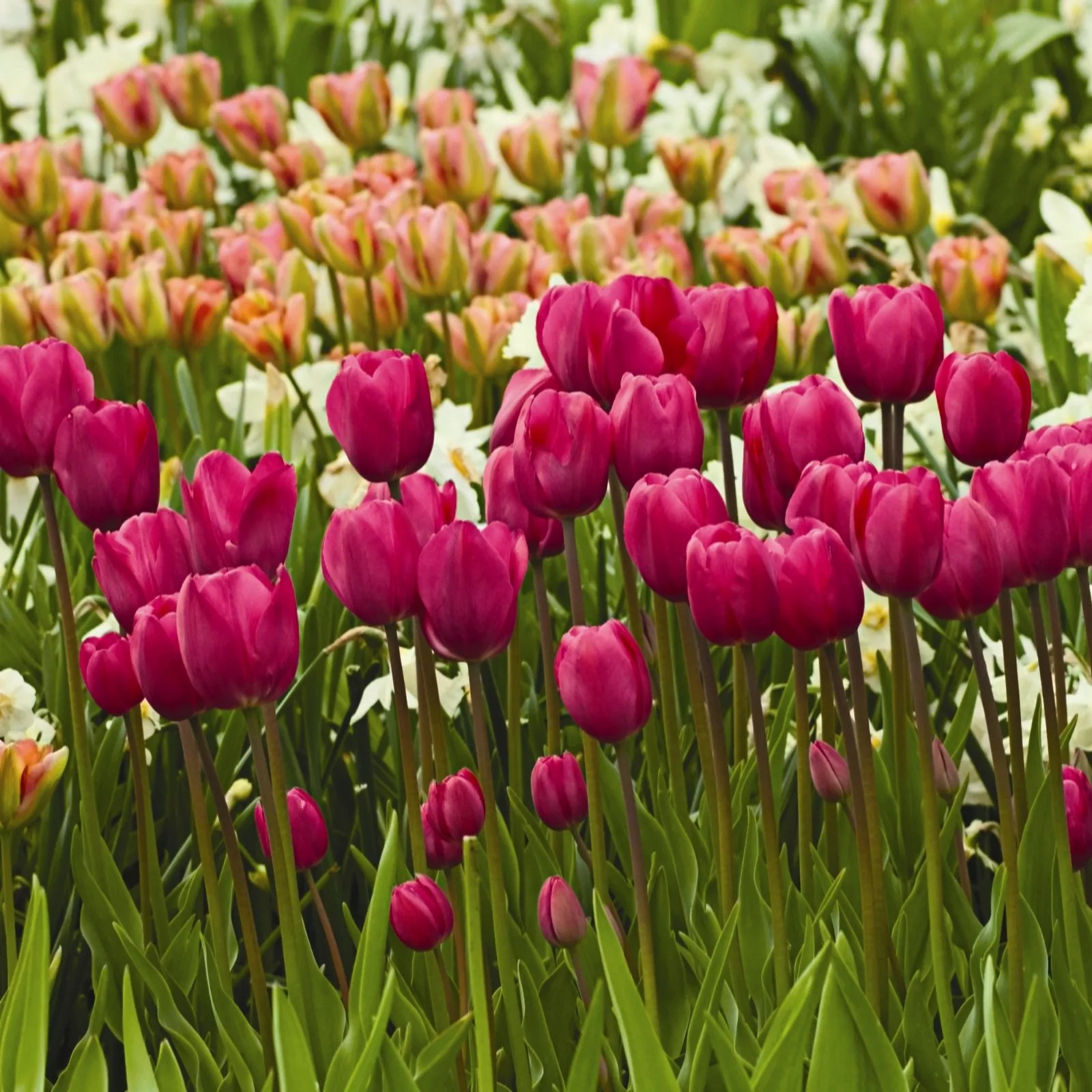 30 x Giant Flowering Tulips Bulb Collection QVC UK