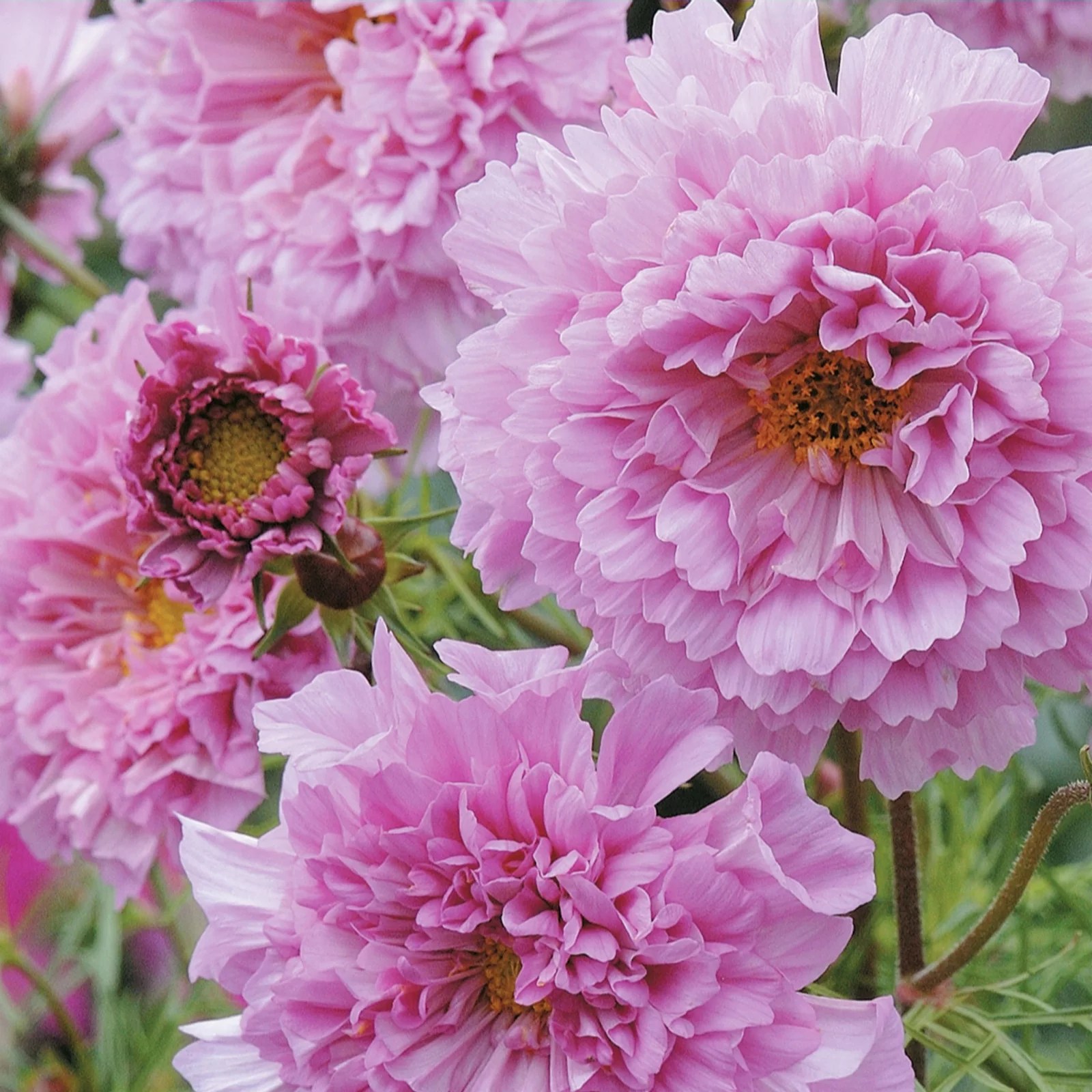 Brilliant Bedding QVC UK