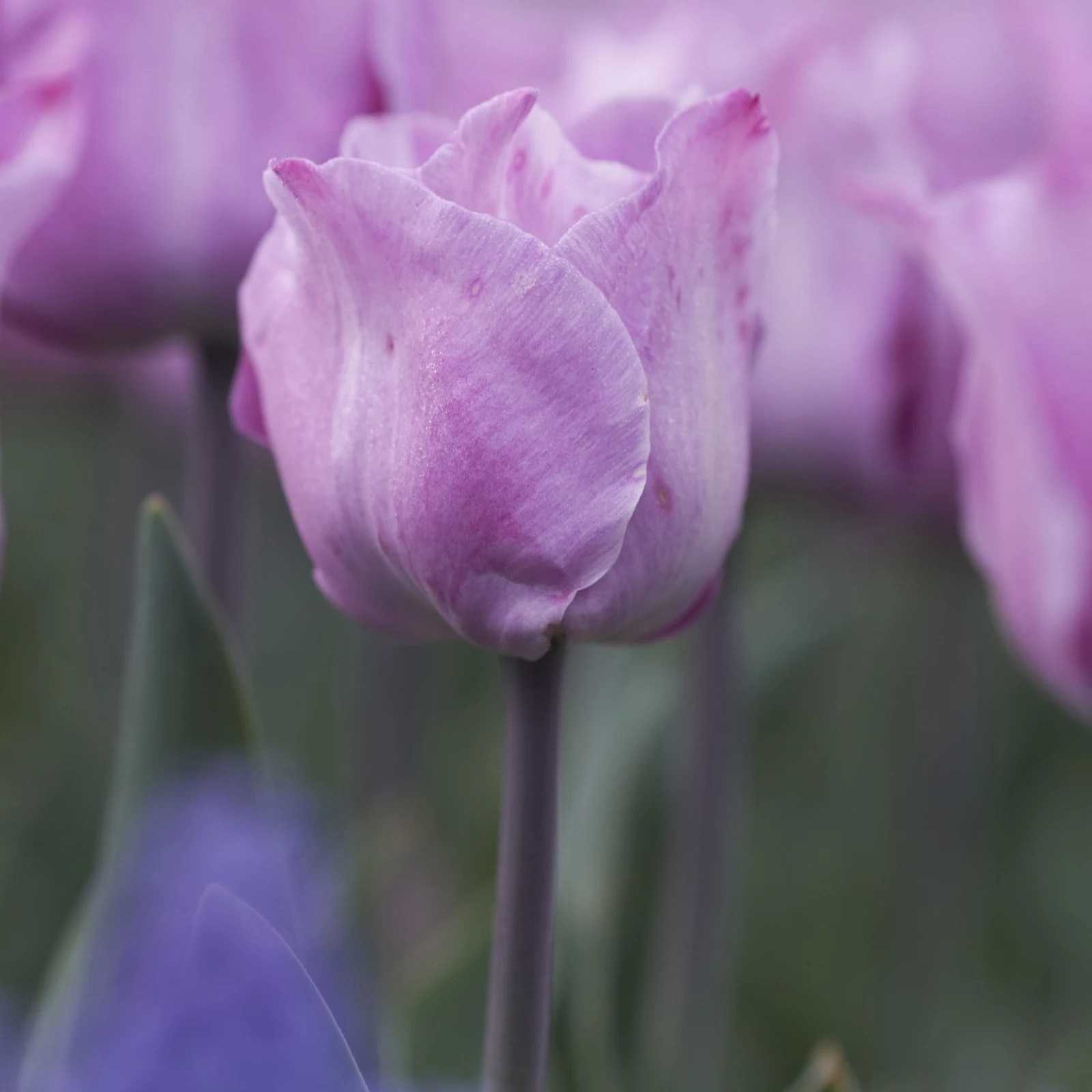 Hayloft Plants 12 x Tulip Carre Bulbs QVC UK