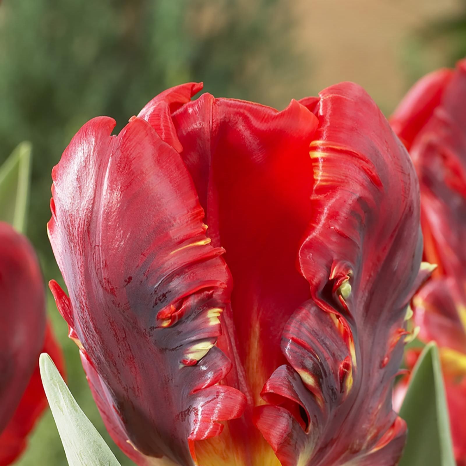 Hayloft Plants 12 x Tulip Rococo Bulbs QVC UK