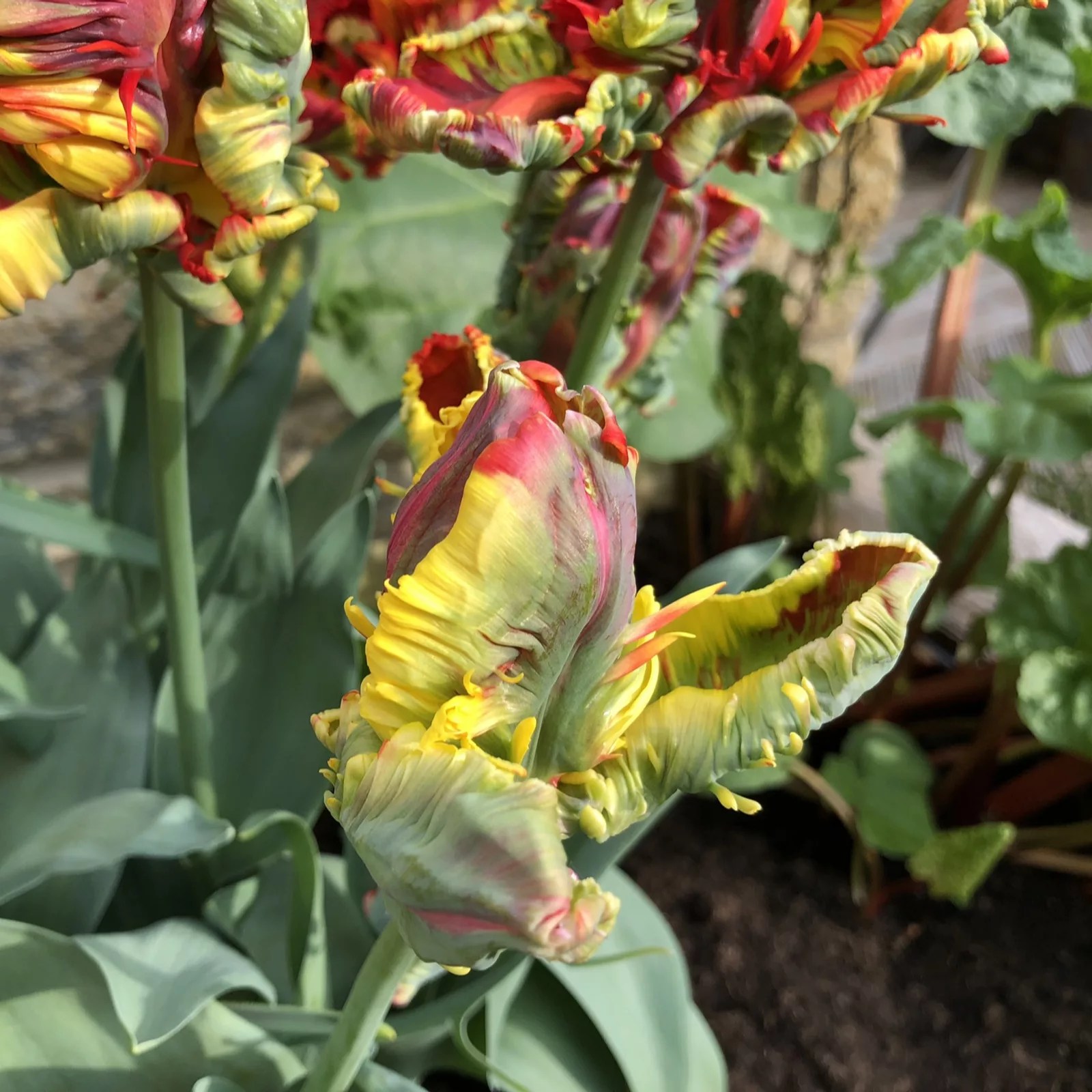 Hayloft Plants 12 x Rainbow Parrot Tulip Bulbs QVC UK