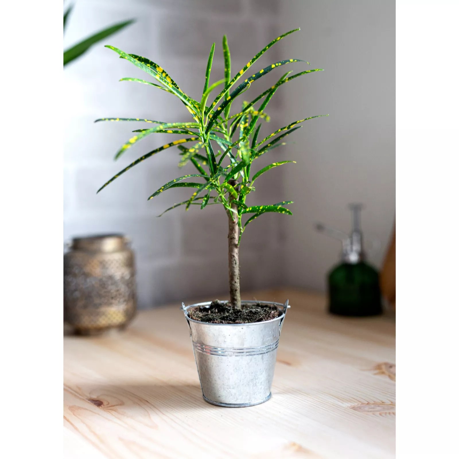 Hayloft Plants Croton Pictum on Stem with Decorative Silver Pot QVC UK